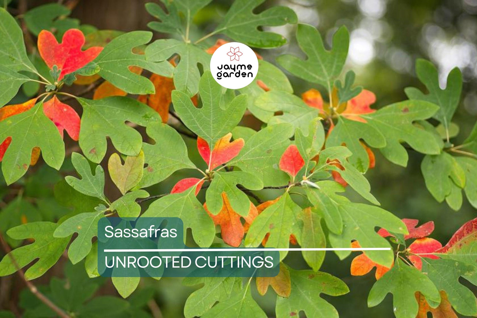 8 Sassafras Cuttings | Grow Your Own Tree | Fast Delivery, Easy Rooting, Beautiful Fall Colors
