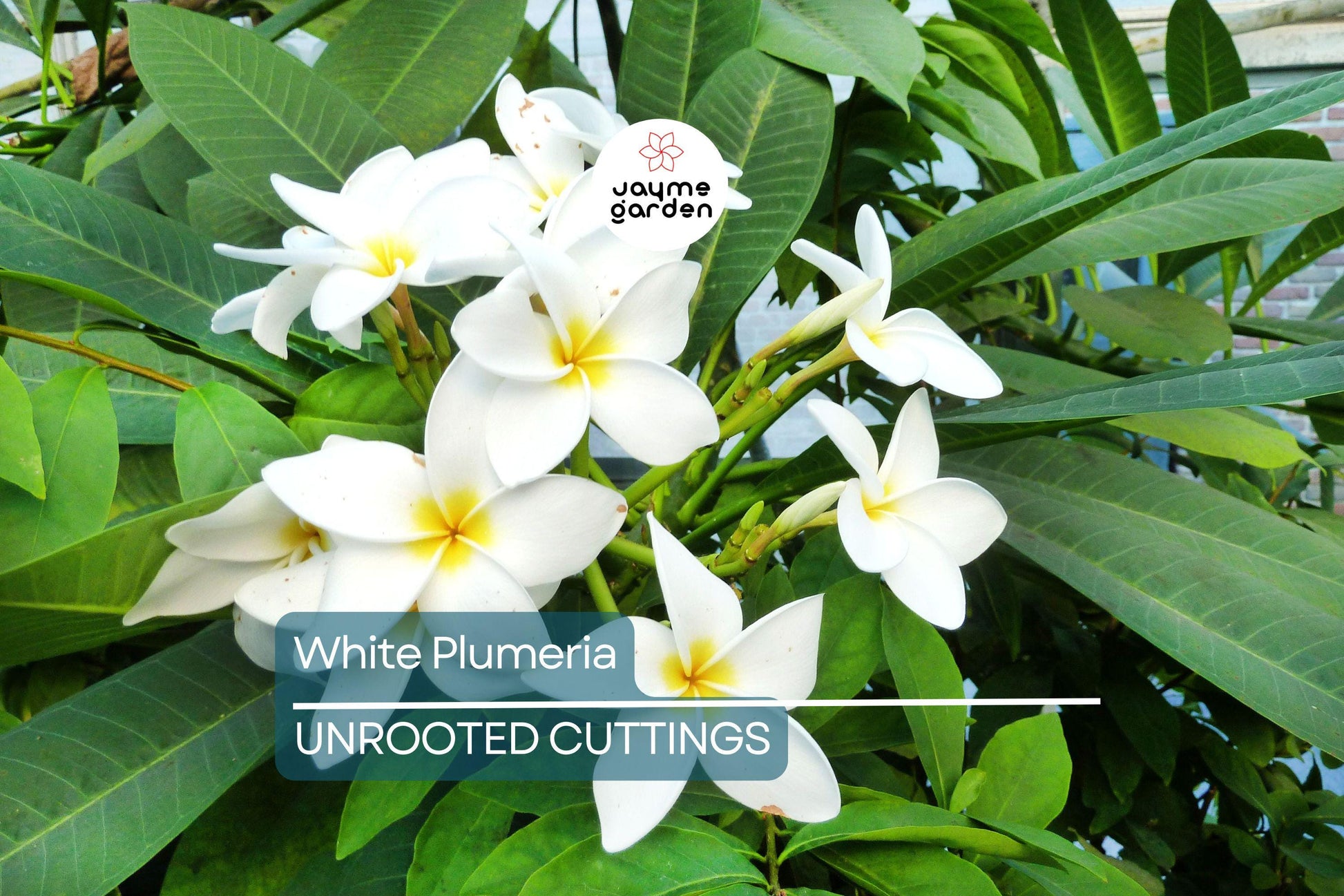 White Plumeria Tree Cutting 6-8" - Fresh Hawaiian Frangipani Plant for Garden & Home