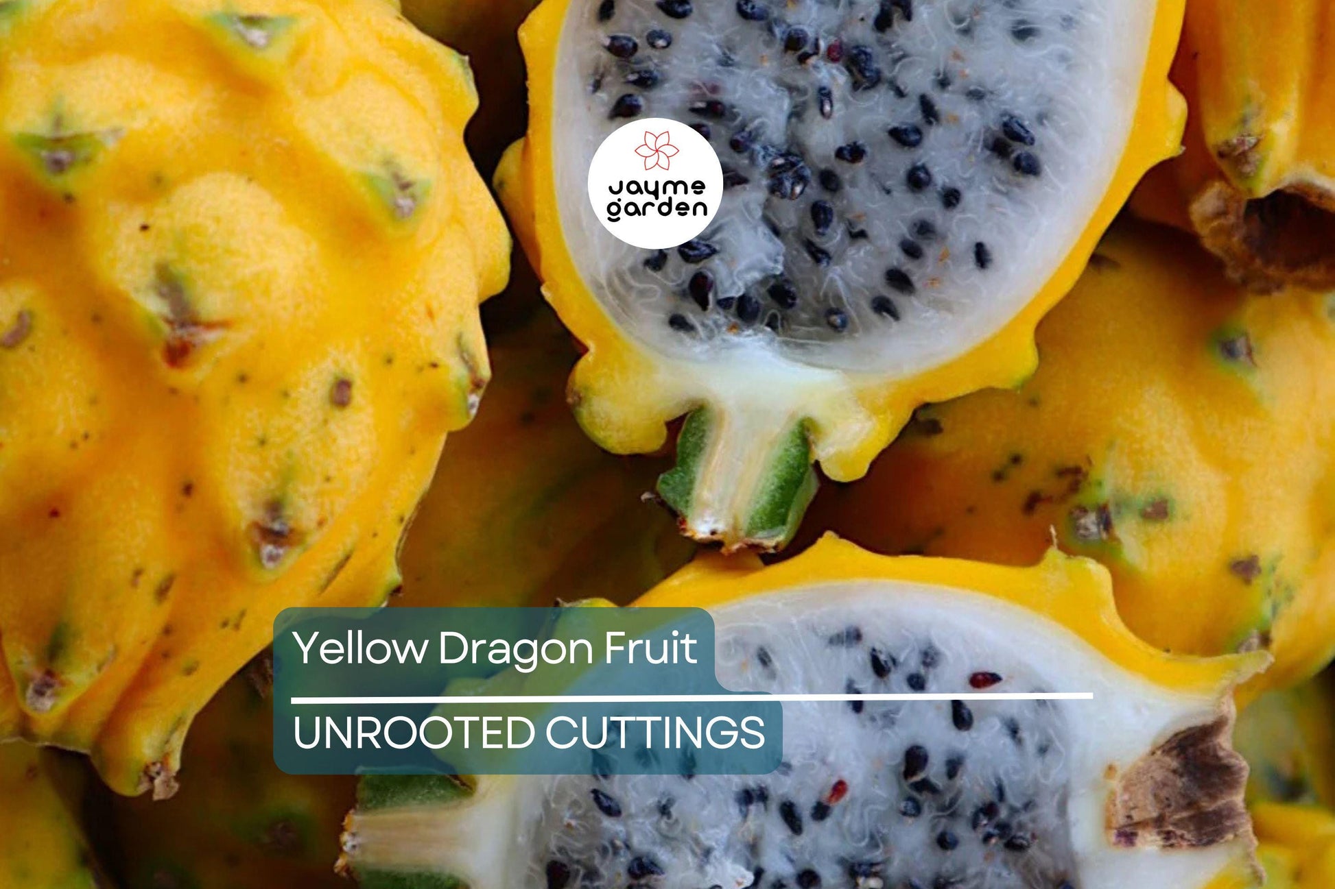 2 Yellow Dragon Fruit Fresh Cuttings (6”) – Sweet Tropical Live Plant, Easy to Grow, Ready to Plant – Cactus for Outdoor Gardens