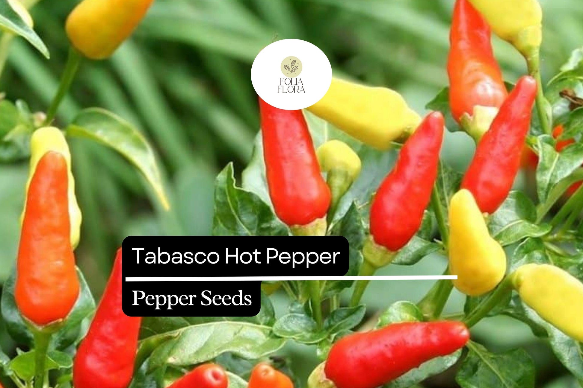 25 Tabasco Pepper Seeds – Capsicum frutescens – Heirloom, Spicy & Tangy, High-Yielding, Non-GMO