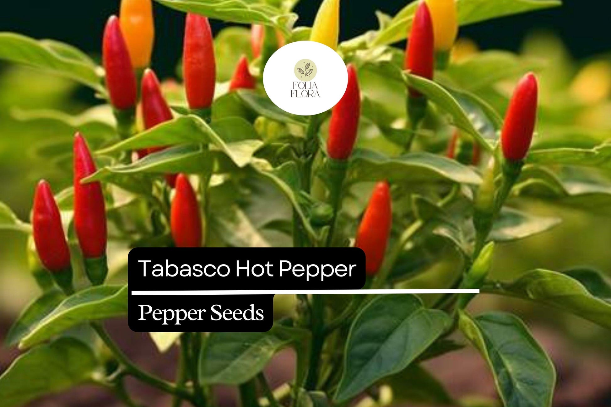 25 Tabasco Pepper Seeds – Capsicum frutescens – Heirloom, Spicy & Tangy, High-Yielding, Non-GMO