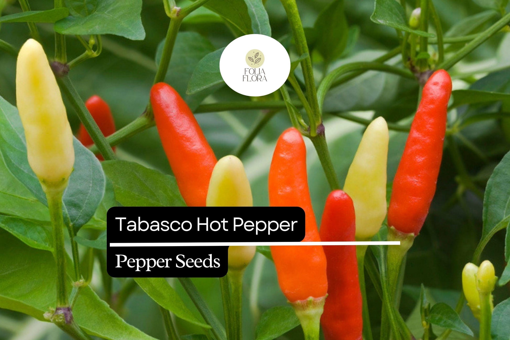 25 Tabasco Pepper Seeds – Capsicum frutescens – Heirloom, Spicy & Tangy, High-Yielding, Non-GMO