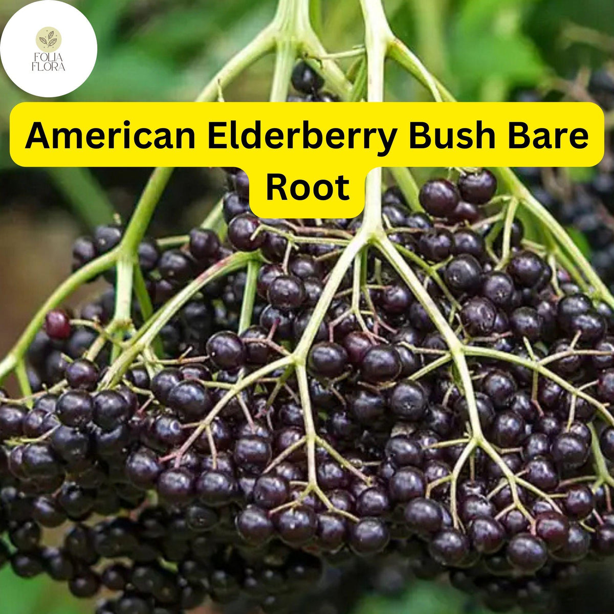 2 Sambucus canadensis American Elderberry Bush - Live Bare Root Plant ...