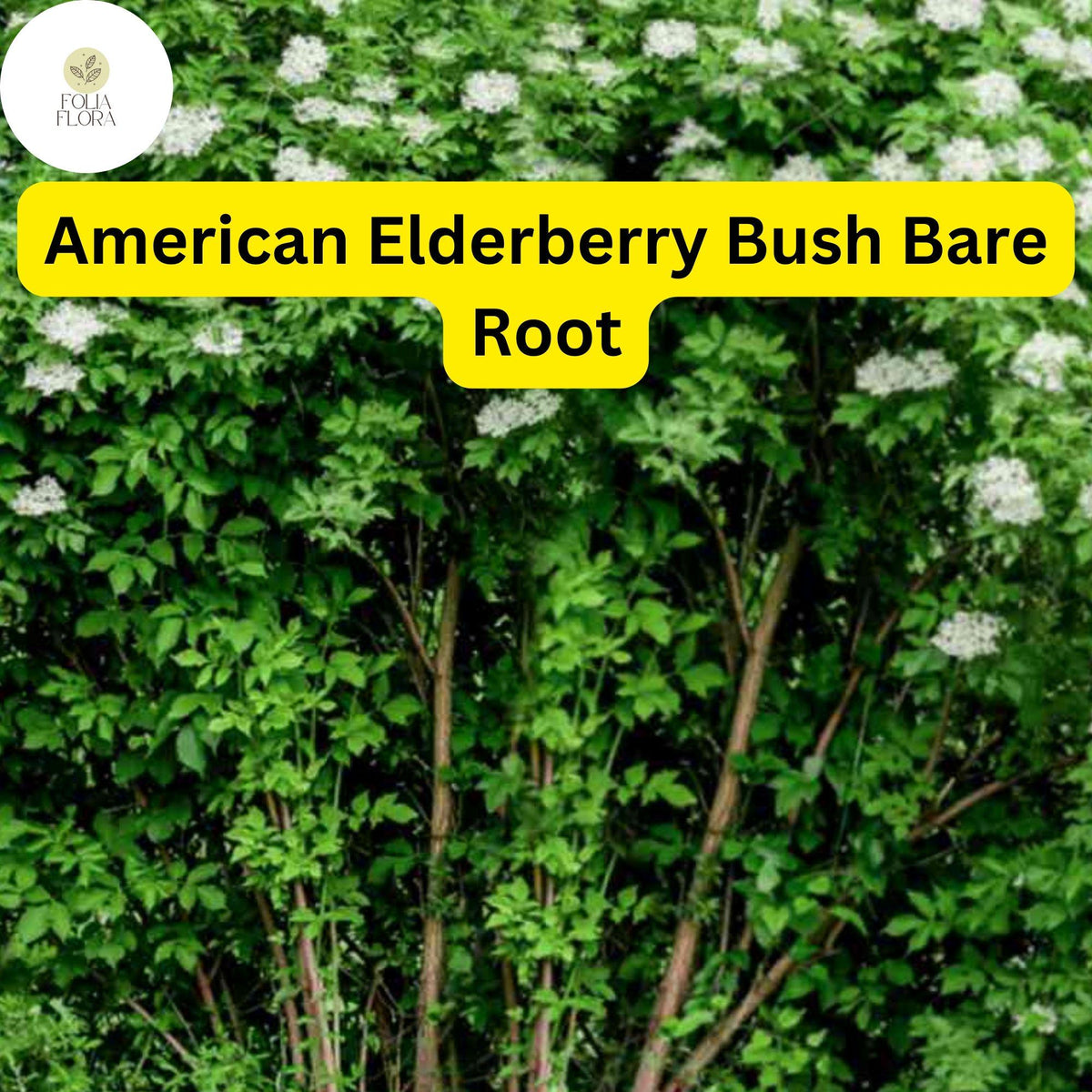 2 Sambucus canadensis American Elderberry Bush - Live Bare Root Plant ...
