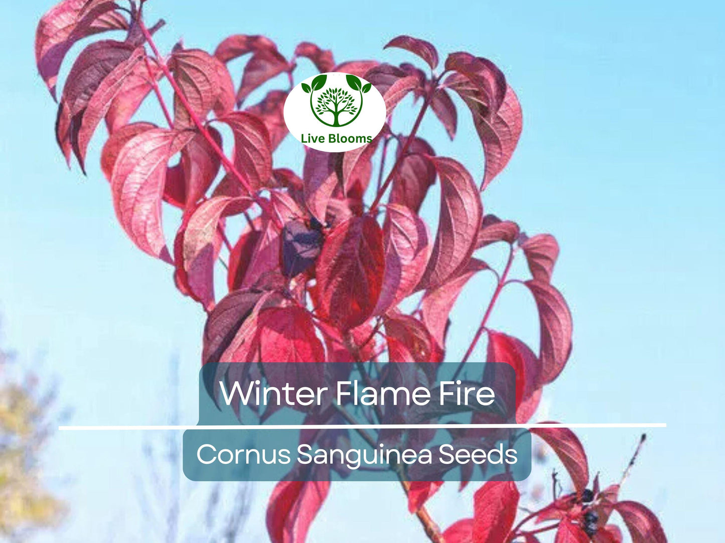 40 Winter Flame Fire Bush Seeds | Bloodtwig Red Dogwood (Cornus Sanguinea) | Vibrant Red Stems, Perfect for Hedges & Winter Landscaping
