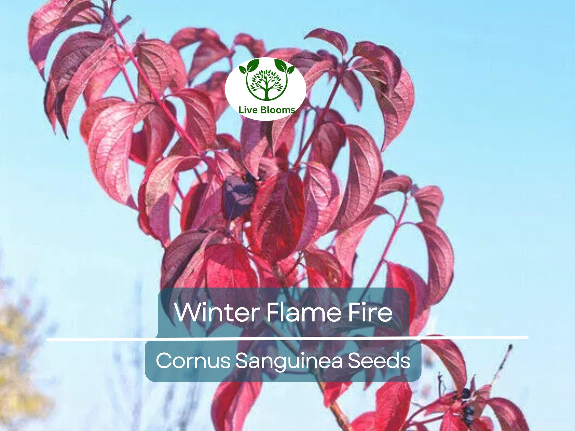 40 Winter Flame Fire Bush Seeds | Bloodtwig Red Dogwood (Cornus Sanguinea) | Vibrant Red Stems, Perfect for Hedges & Winter Landscaping