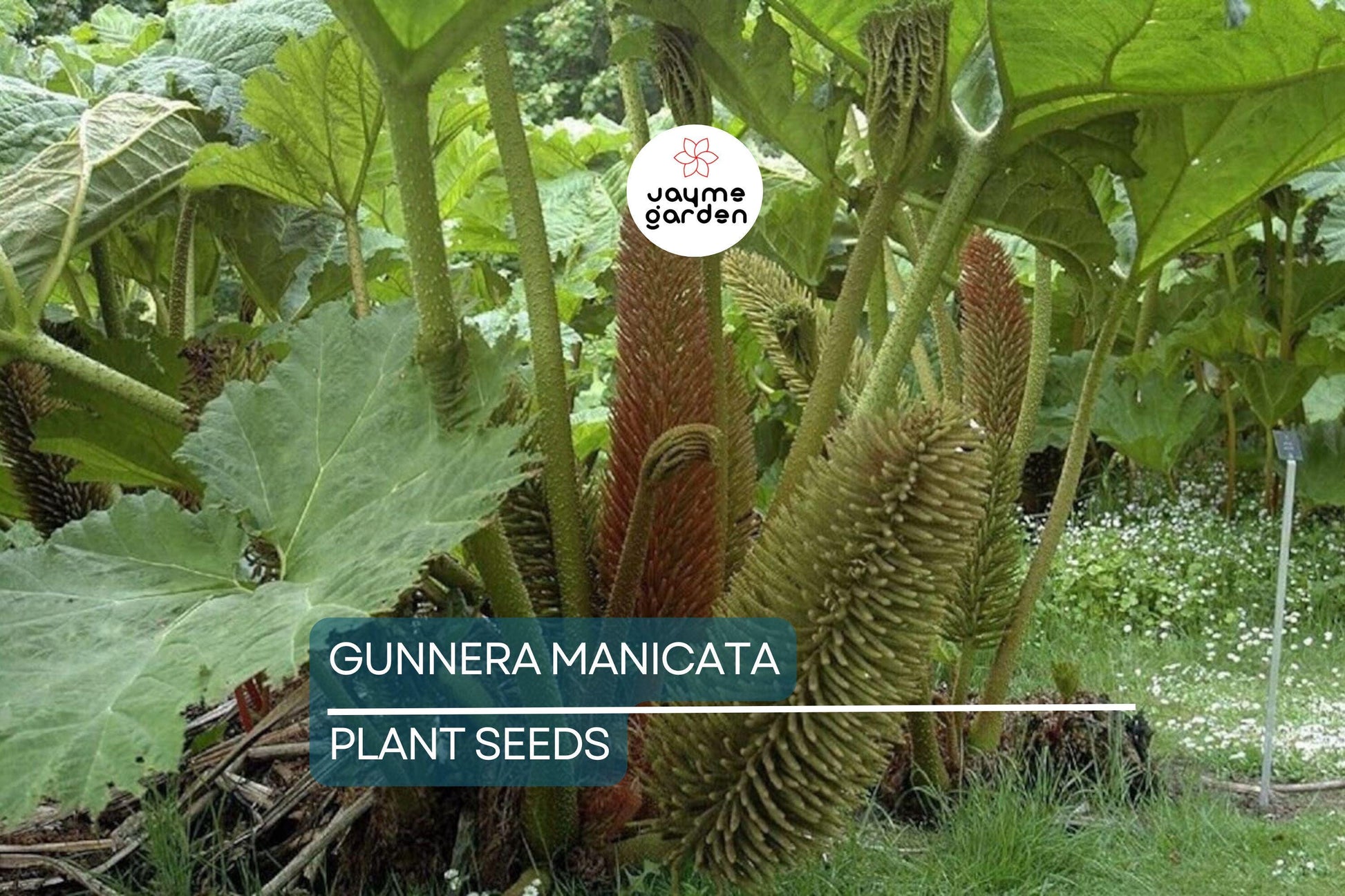 25 Gunnera Manicata Seeds - "Dinosaur Food" Giant Hardy Plant, Prehistoric, Rare, Architectural Herbaceous