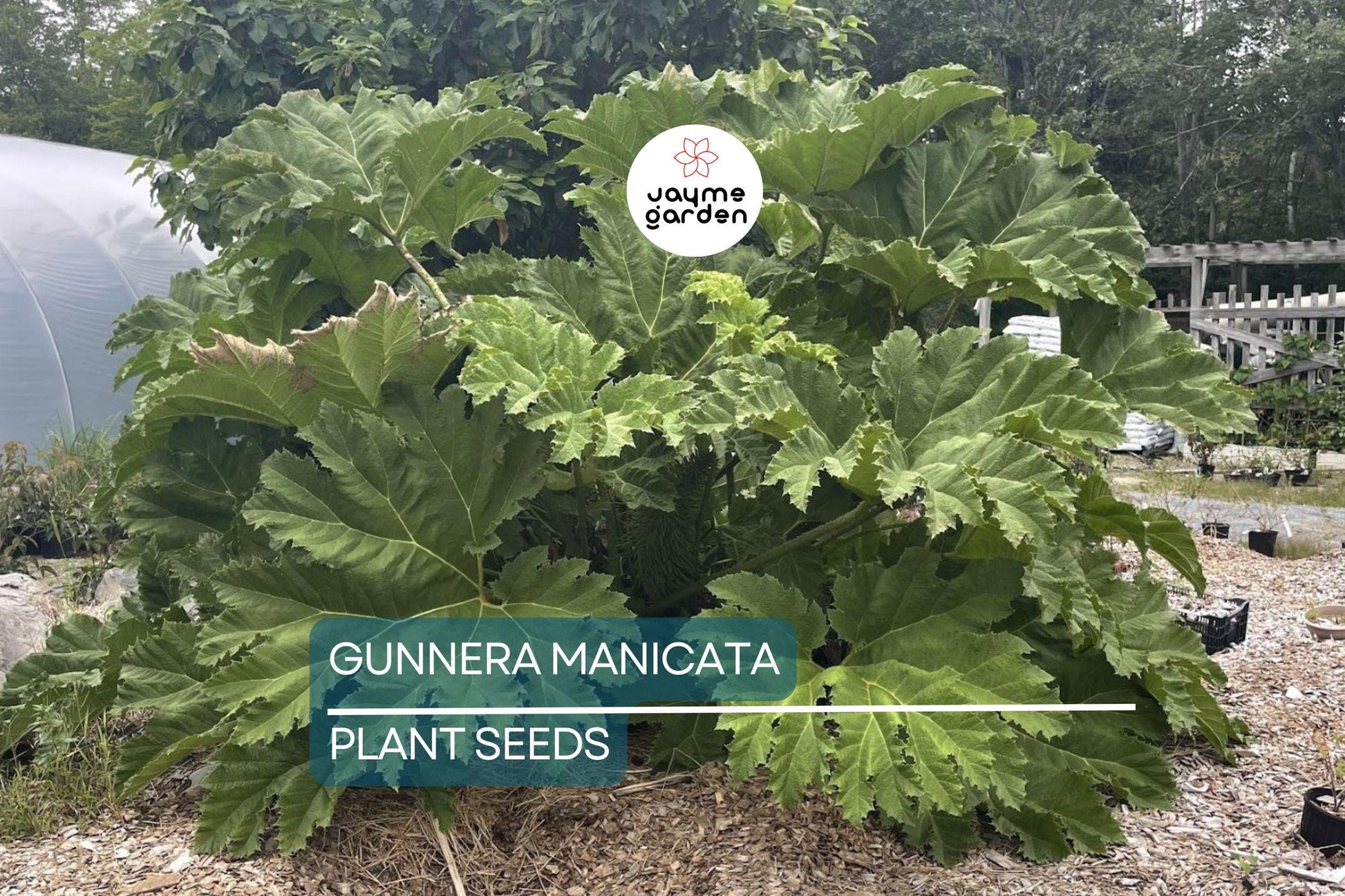 25 Gunnera Manicata Seeds - "Dinosaur Food" Giant Hardy Plant, Prehistoric, Rare, Architectural Herbaceous