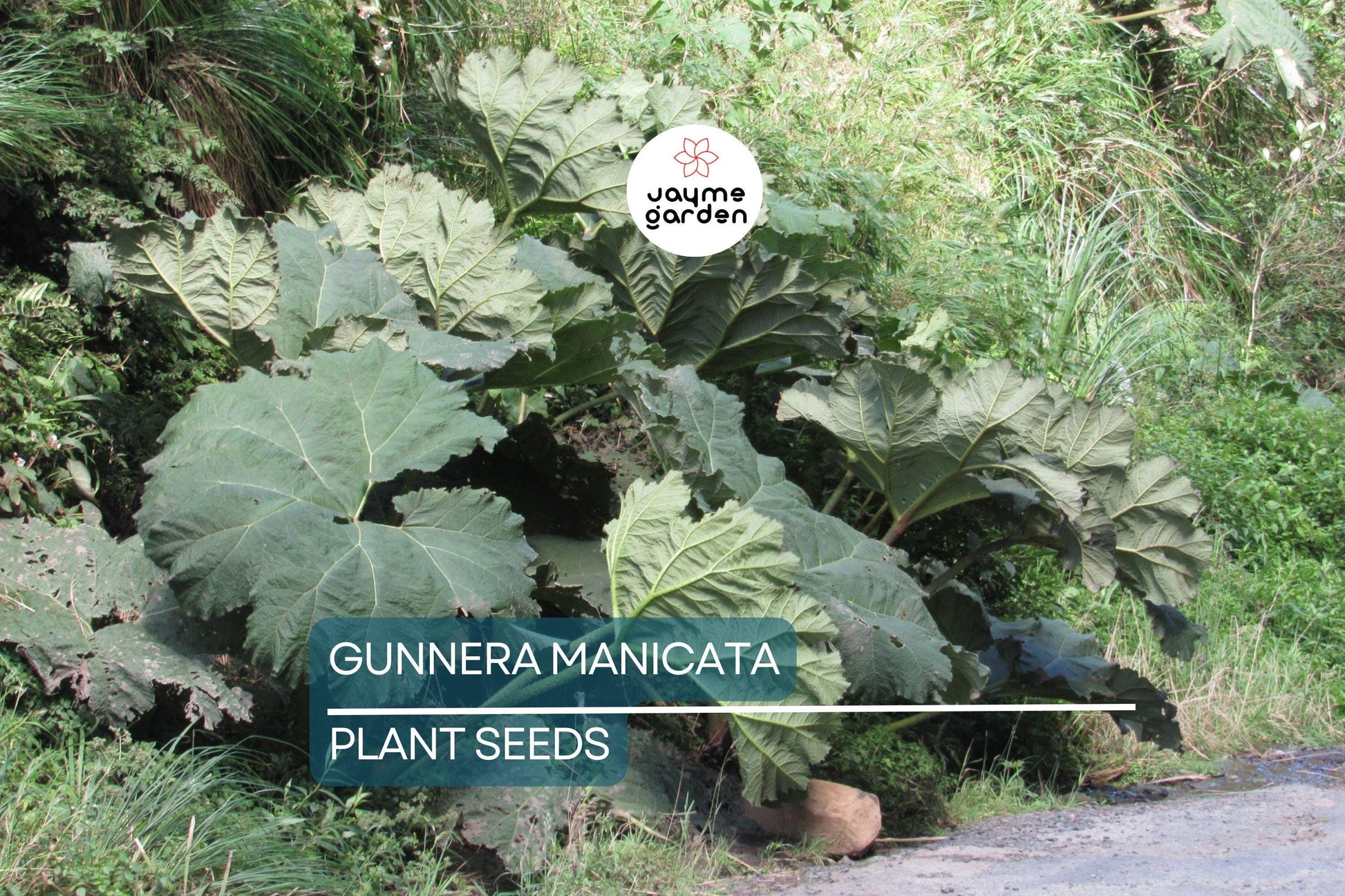 25 Gunnera Manicata Seeds - "Dinosaur Food" Giant Hardy Plant, Prehistoric, Rare, Architectural Herbaceous