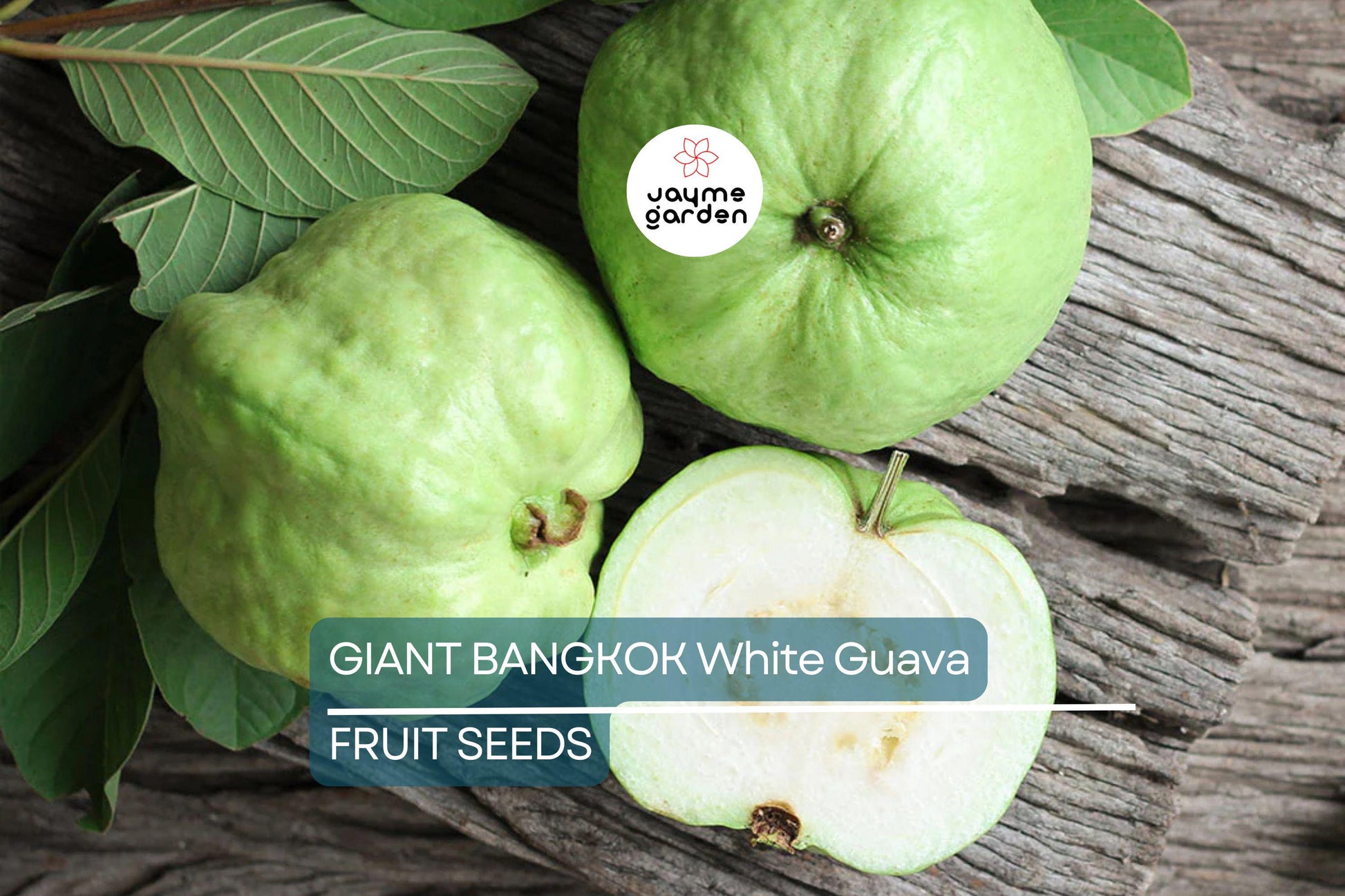 20 Giant Bangkok White Guava Seeds – Organic Non-GMO Sweet Fruit Tree, Psidium Guajava, Tropical Indoor/Outdoor Plant