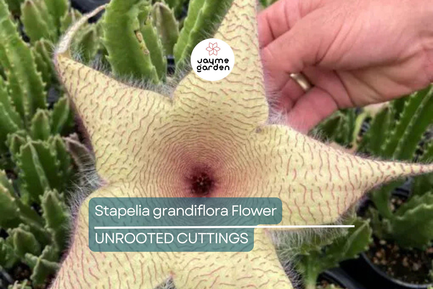 Stapelia Grandiflora Carrion Plant | 2 Starfish Plant Cuttings 6"-8" | Rare Succulent with Stunning Star-Shaped Flowers