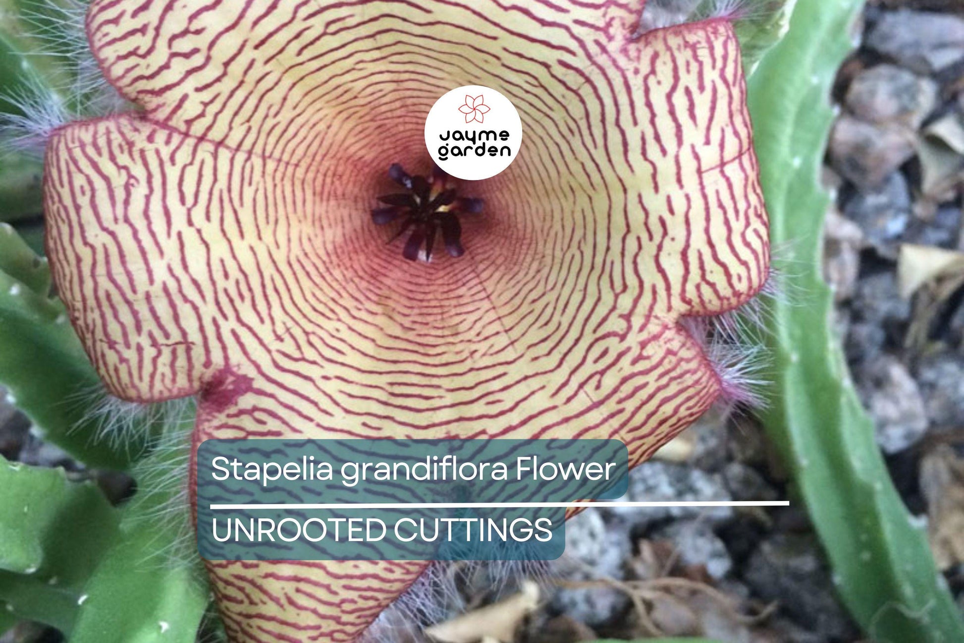 Stapelia Grandiflora Carrion Plant | 2 Starfish Plant Cuttings 6"-8" | Rare Succulent with Stunning Star-Shaped Flowers
