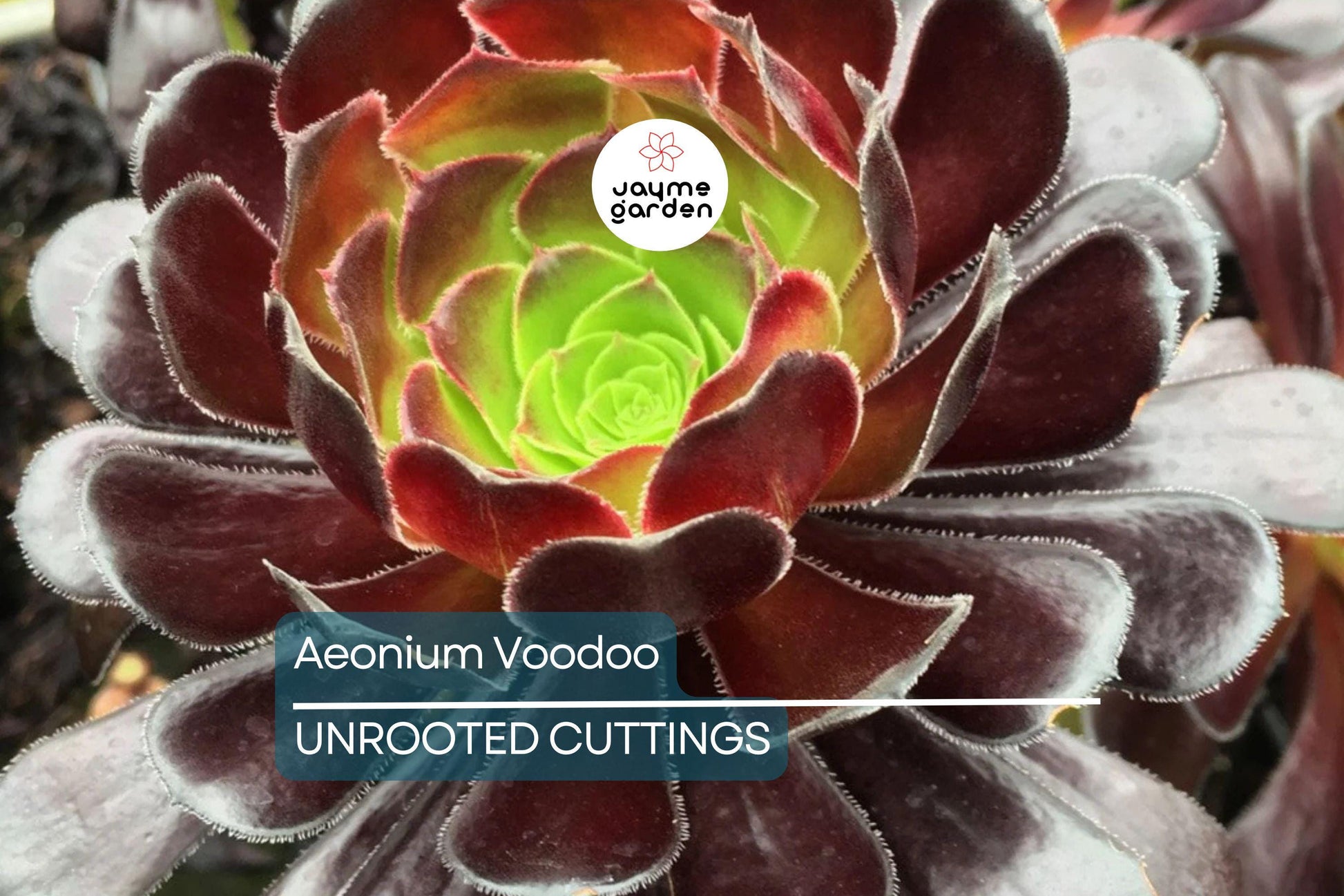 Aeonium ‘Voodoo’ Cutting | Rare Succulent with Deep Purple Rosettes | Easy to Grow