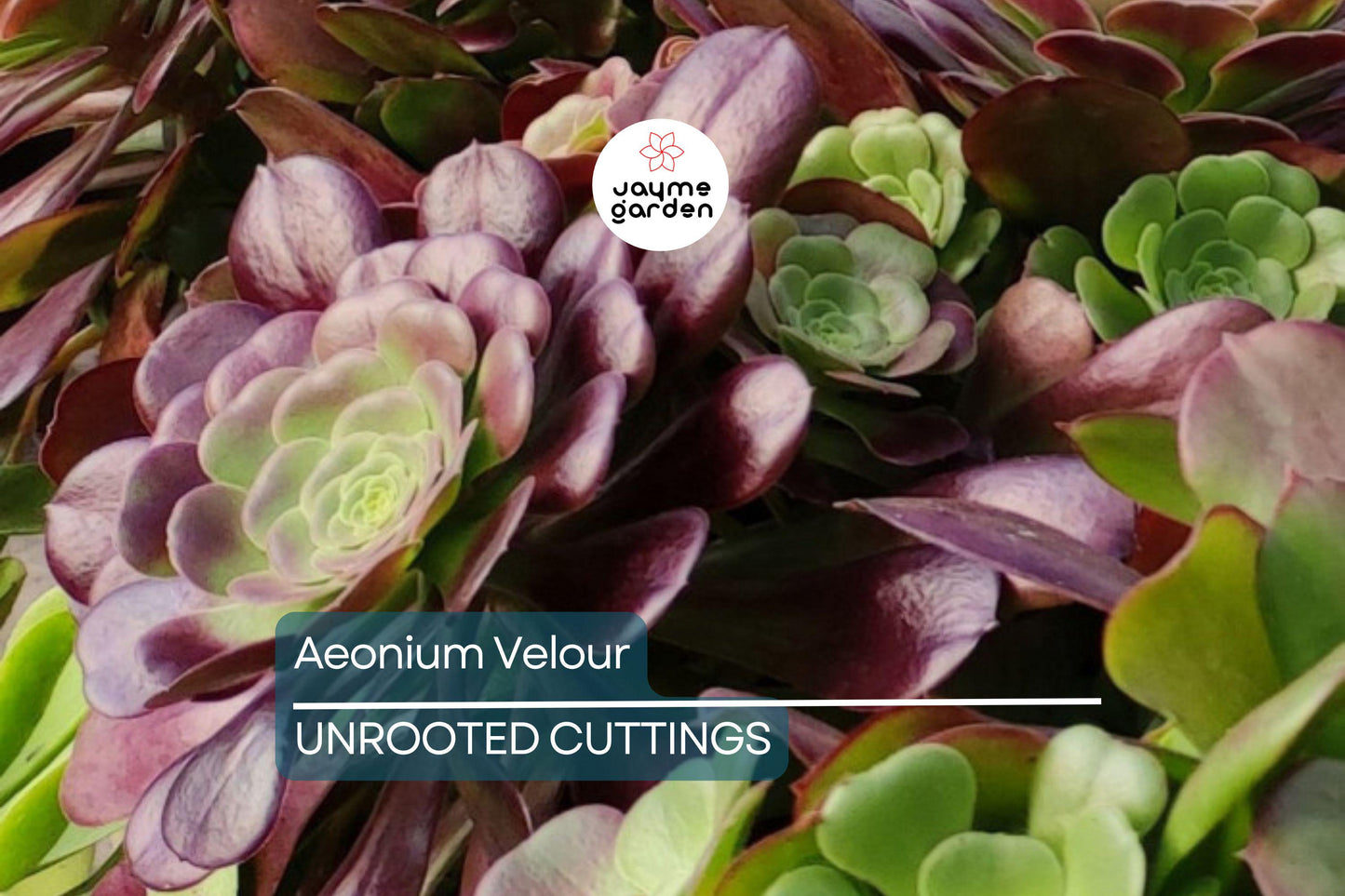 Aeonium Velour Cutting – 3" Head Diameter – Fresh Succulent Cutting for Propagation