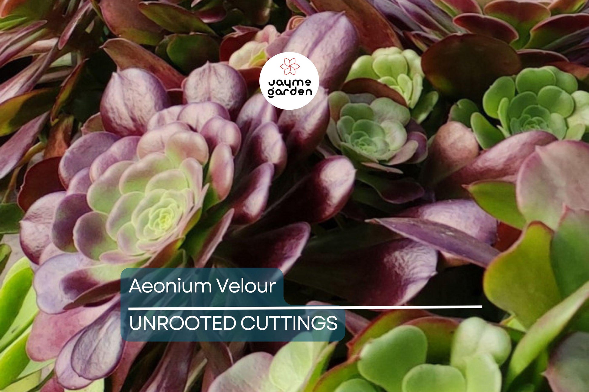 Aeonium Velour Cutting – 3" Head Diameter – Fresh Succulent Cutting for Propagation