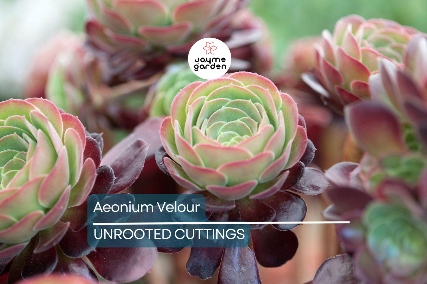 Aeonium Velour Cutting – 3" Head Diameter – Fresh Succulent Cutting for Propagation
