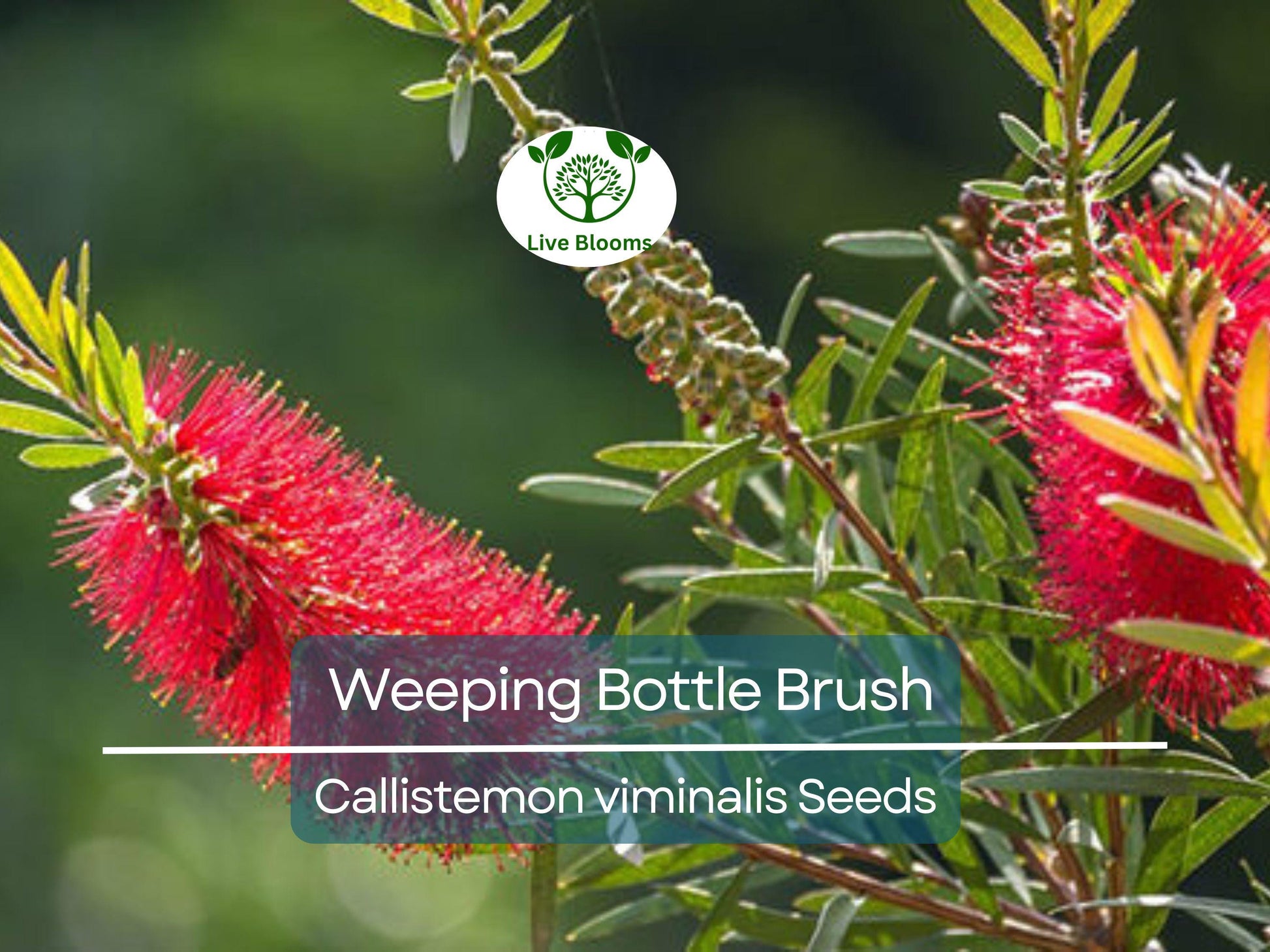 100 Weeping Bottle Brush Seeds (Callistemon viminalis) | Fast Growing Red Flower Tree, Australian Native, Vibrant Landscaping Plant