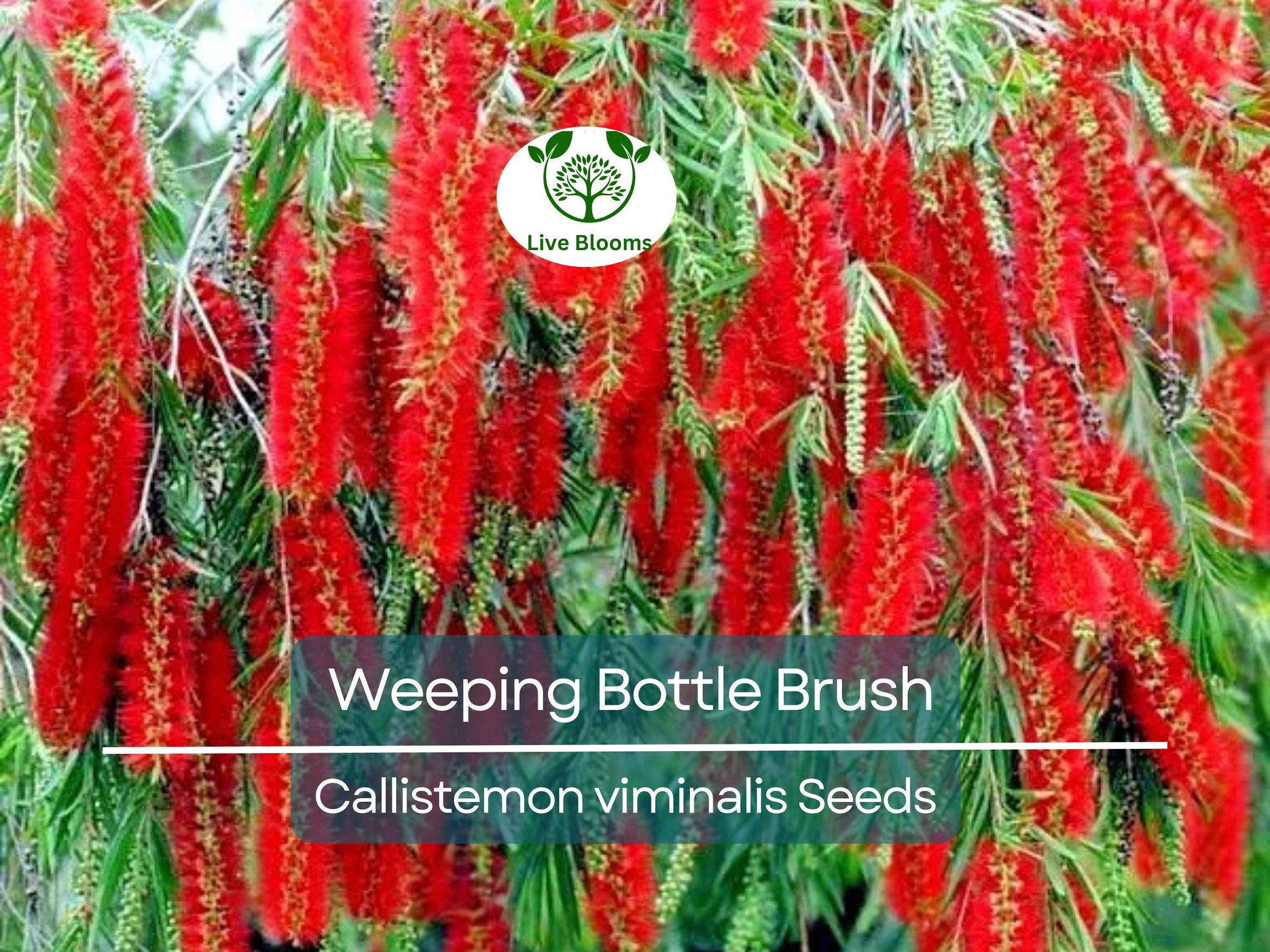100 Weeping Bottle Brush Seeds (Callistemon viminalis) | Fast Growing Red Flower Tree, Australian Native, Vibrant Landscaping Plant