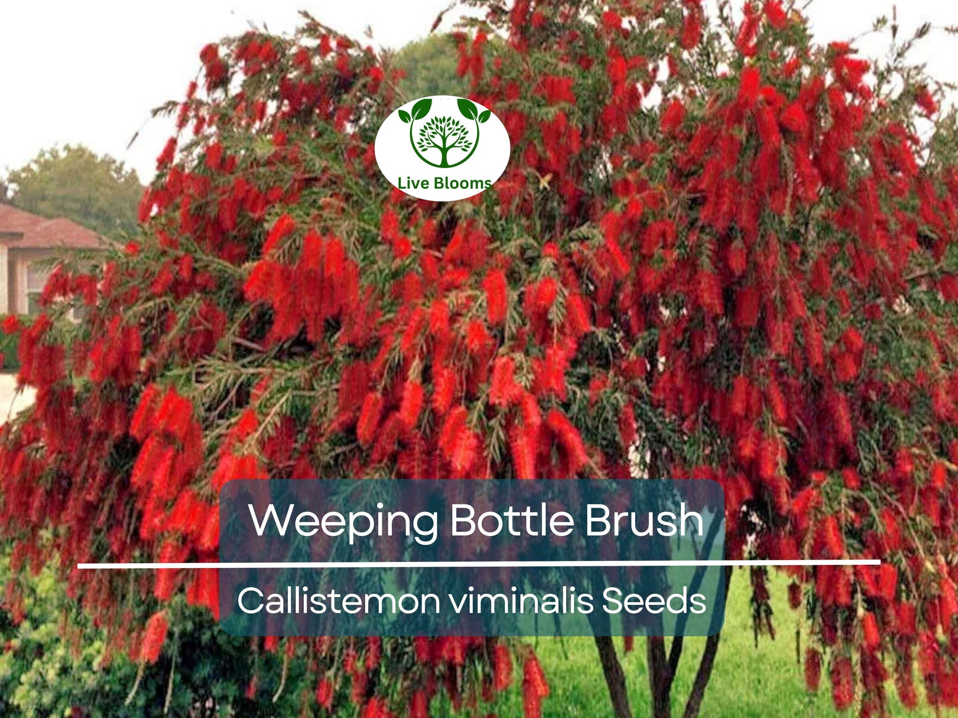 100 Weeping Bottle Brush Seeds (Callistemon viminalis) | Fast Growing Red Flower Tree, Australian Native, Vibrant Landscaping Plant