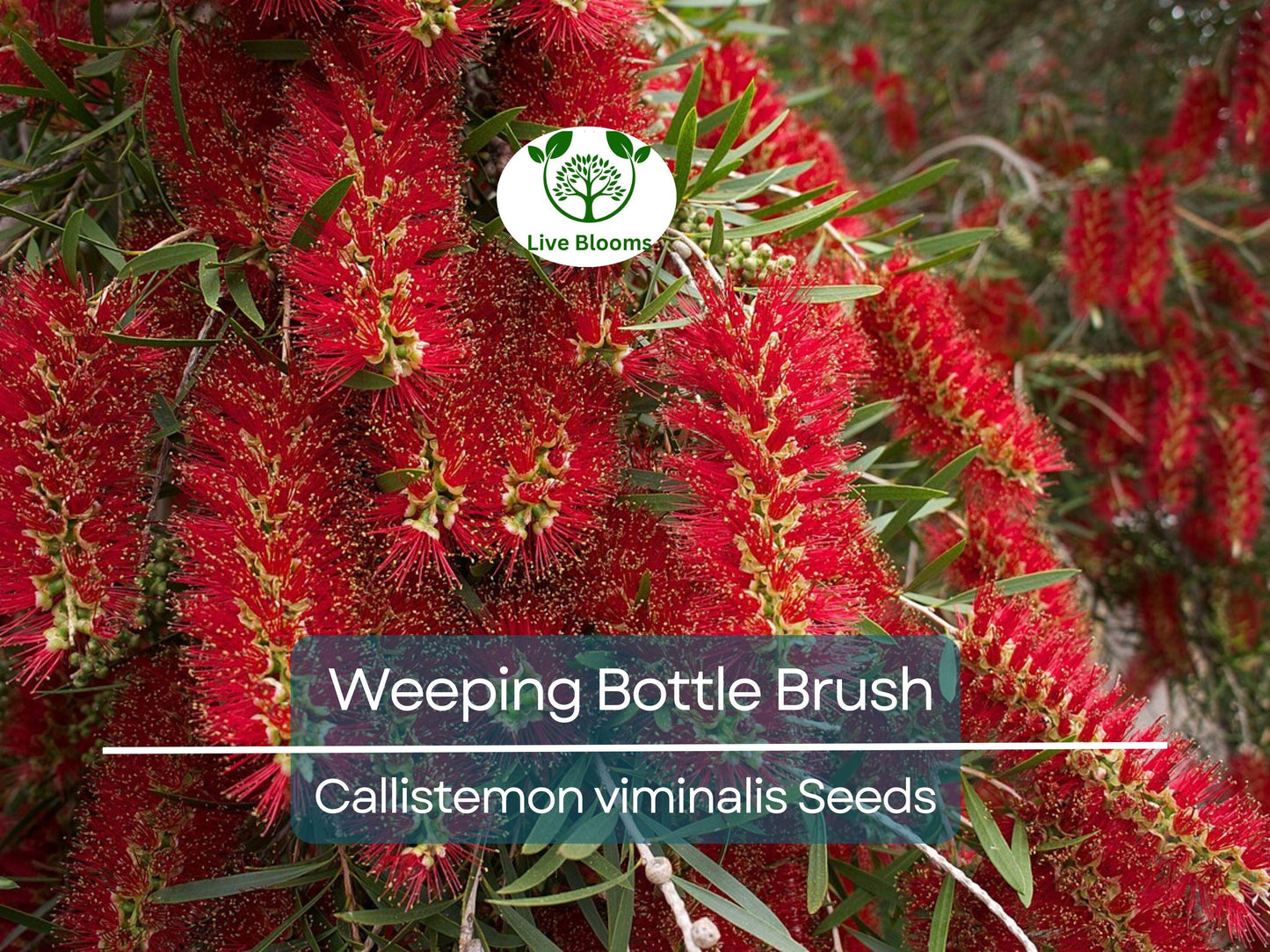 100 Weeping Bottle Brush Seeds (Callistemon viminalis) | Fast Growing Red Flower Tree, Australian Native, Vibrant Landscaping Plant