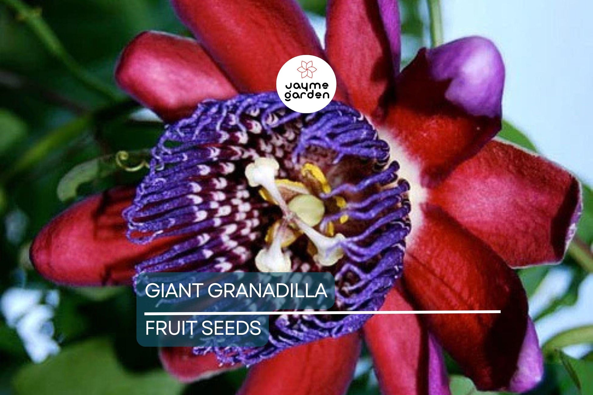 10 Giant Granadilla Seeds (Passiflora quadrangularis) - Huge Passionfruit Vine, Exotic Edible Fruit