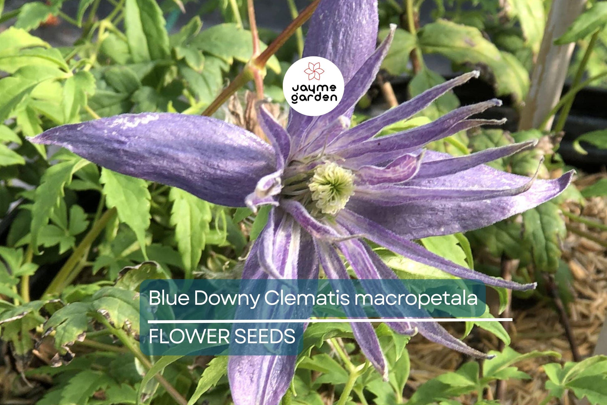 20 Blue Downy Clematis Seeds (Clematis macropetala) - Hardy Climbing Vine, Large Lavender-Blue Flowers