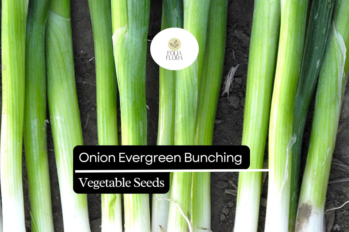 200 Evergreen Bunching Onion Seeds – Allium fistulosum – Heirloom, Fast-Growing, Mild Flavor, Great for Salads & Cooking, Non-GMO