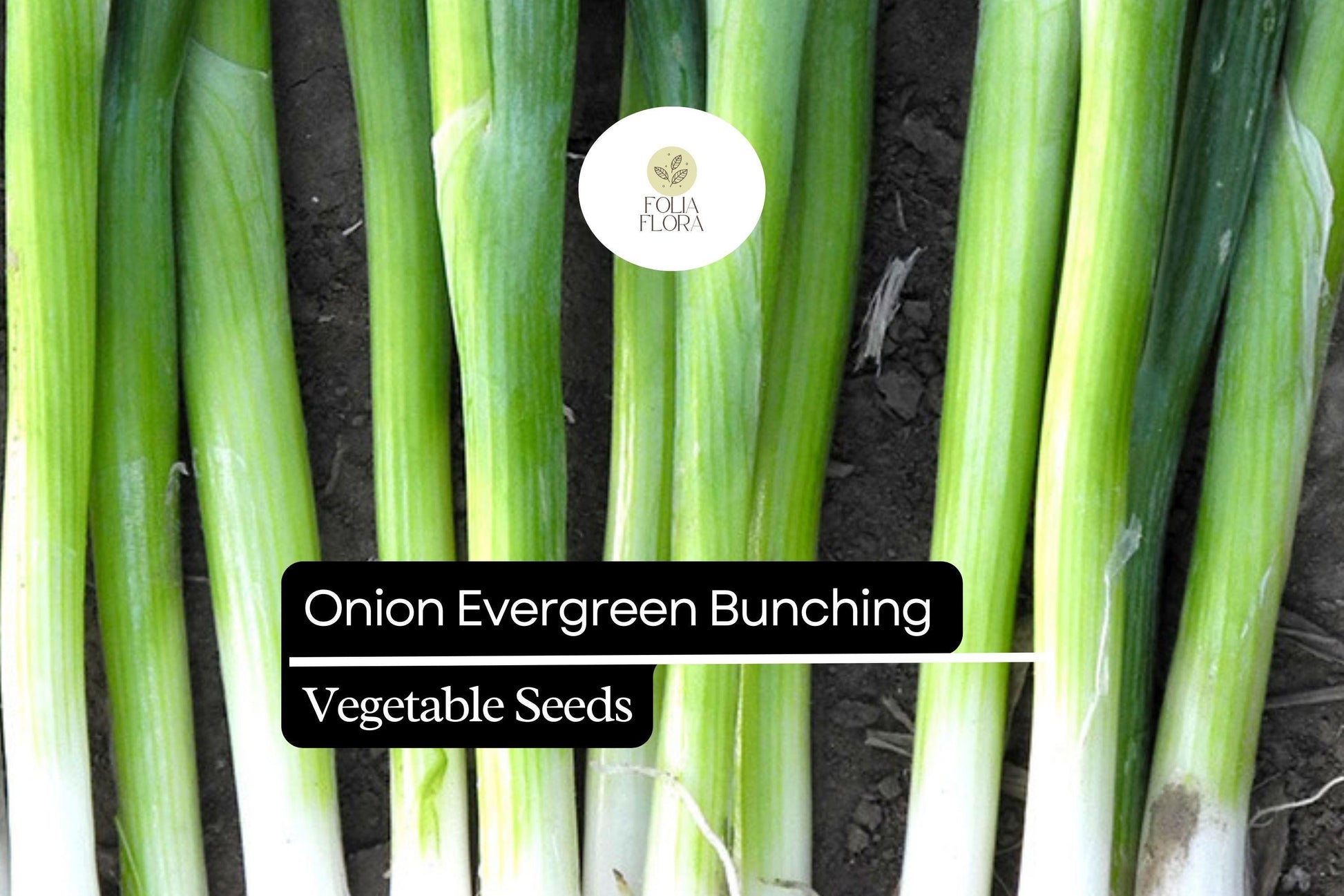 200 Evergreen Bunching Onion Seeds – Allium fistulosum – Heirloom, Fast-Growing, Mild Flavor, Great for Salads & Cooking, Non-GMO