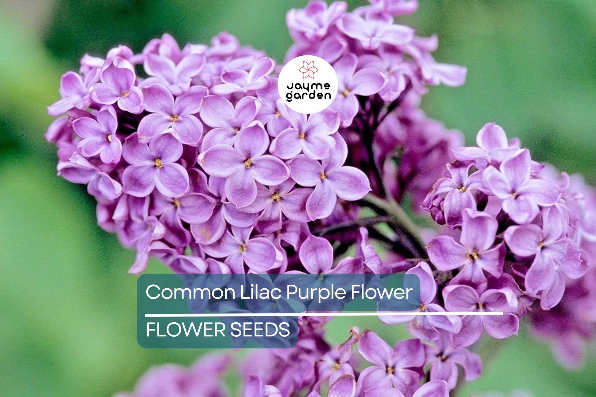 20 Common Lilac Seeds (Syringa vulgaris) – Purple Fragrant Flowering Tree, Hardy Perennial, Zones 3-7