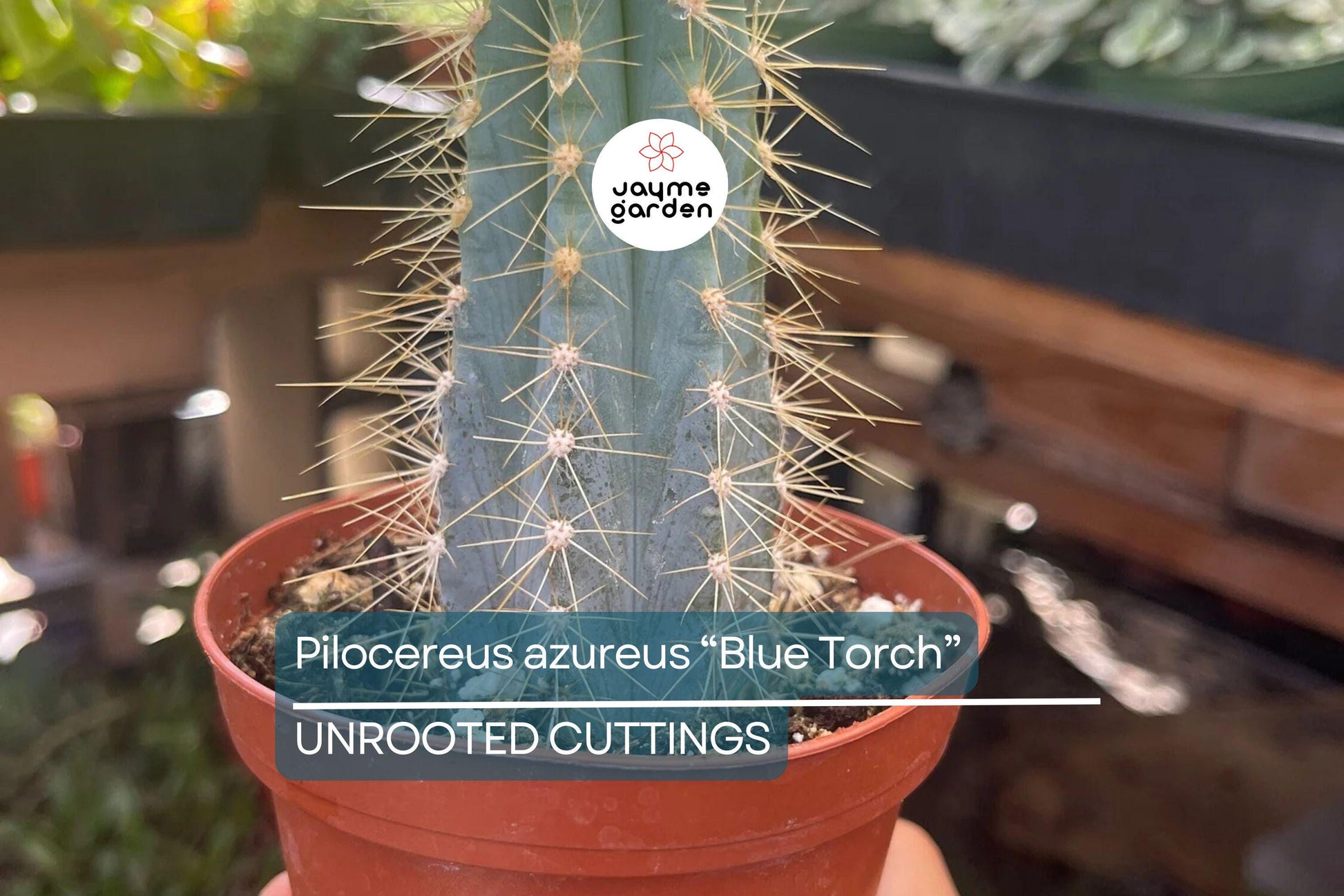 Pilosocereus Azureus ‘Blue Torch’ Cactus | 4” Live Cutting | Rare Blue Cactus | Easy to Root | Night-Blooming |