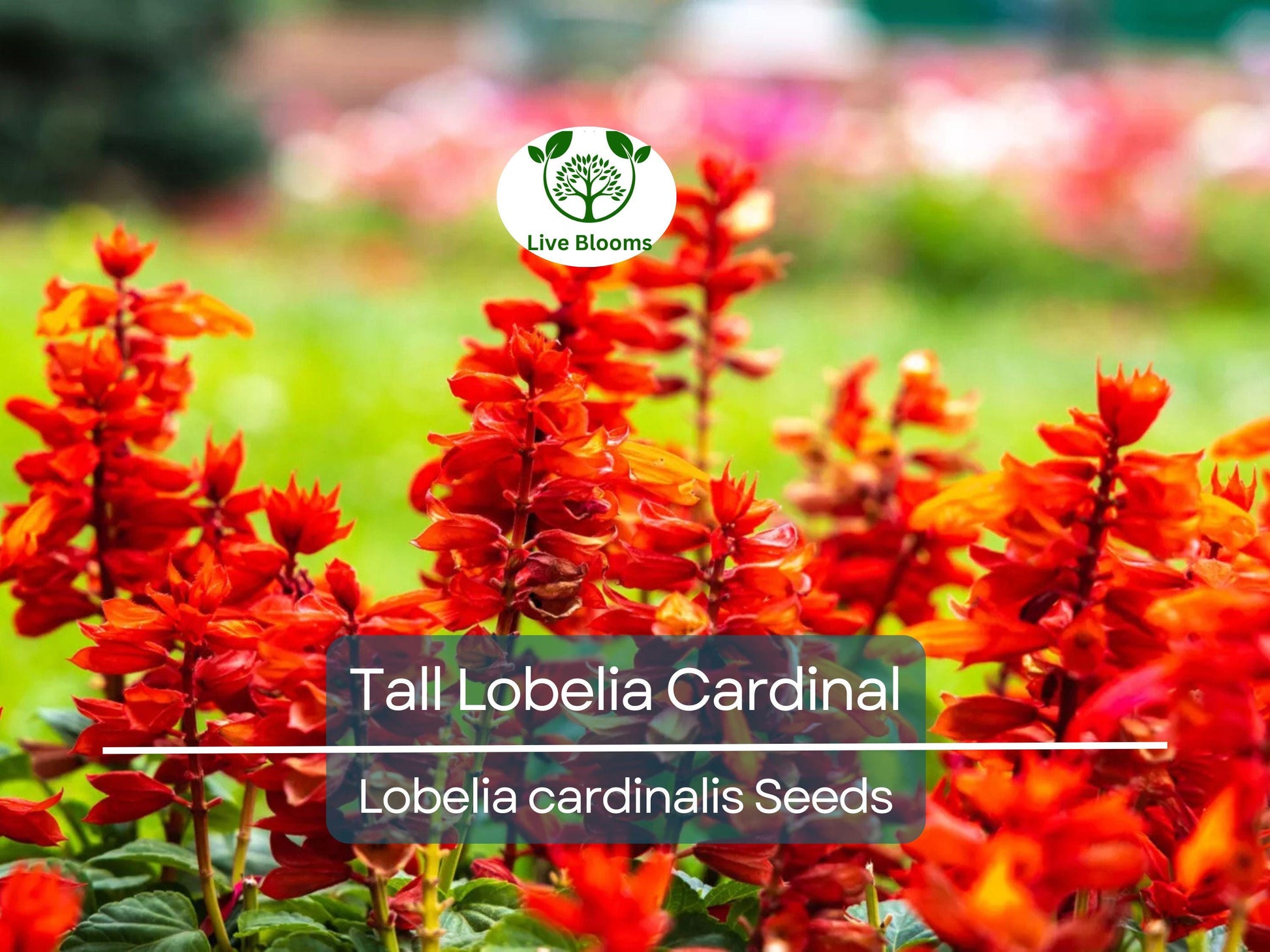 600 Red Wildflower Seeds - Tall Lobelia Cardinal Flower (Lobelia cardinalis) - Bulk, Hardy, Vibrant, Perennial, for Gardens & Pollinators