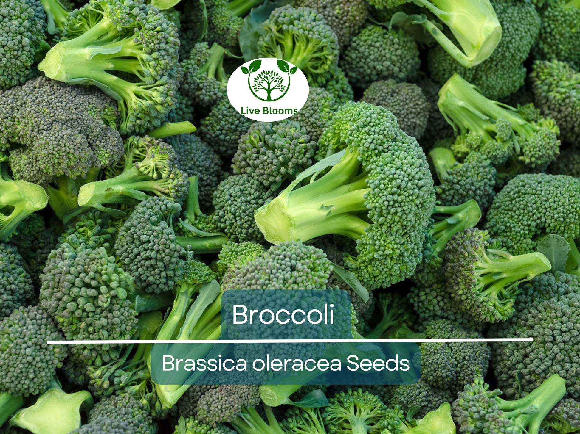 2000 Bulk Broccoli Seeds - Microgreens, Sprouting, or Planting (Brassica oleracea) - Fresh & Nutritious Vegetable Seeds for Healthy Growth