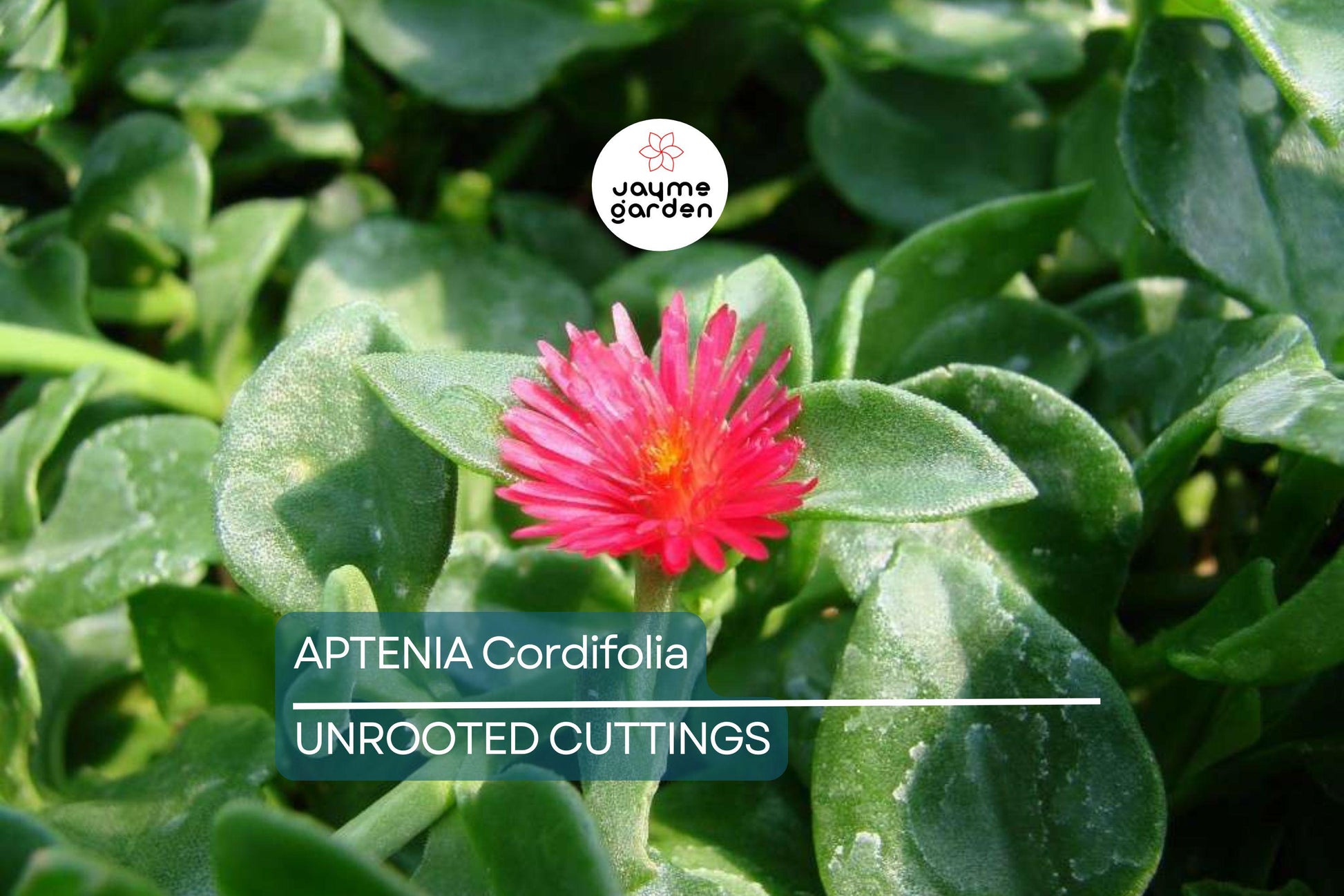 10 Aptenia Cordifolia 'Red Apple' Cuttings (4-7") | Baby Sun Rose Succulent | Red/Pink Blooms for Easy Indoor & Outdoor Growth