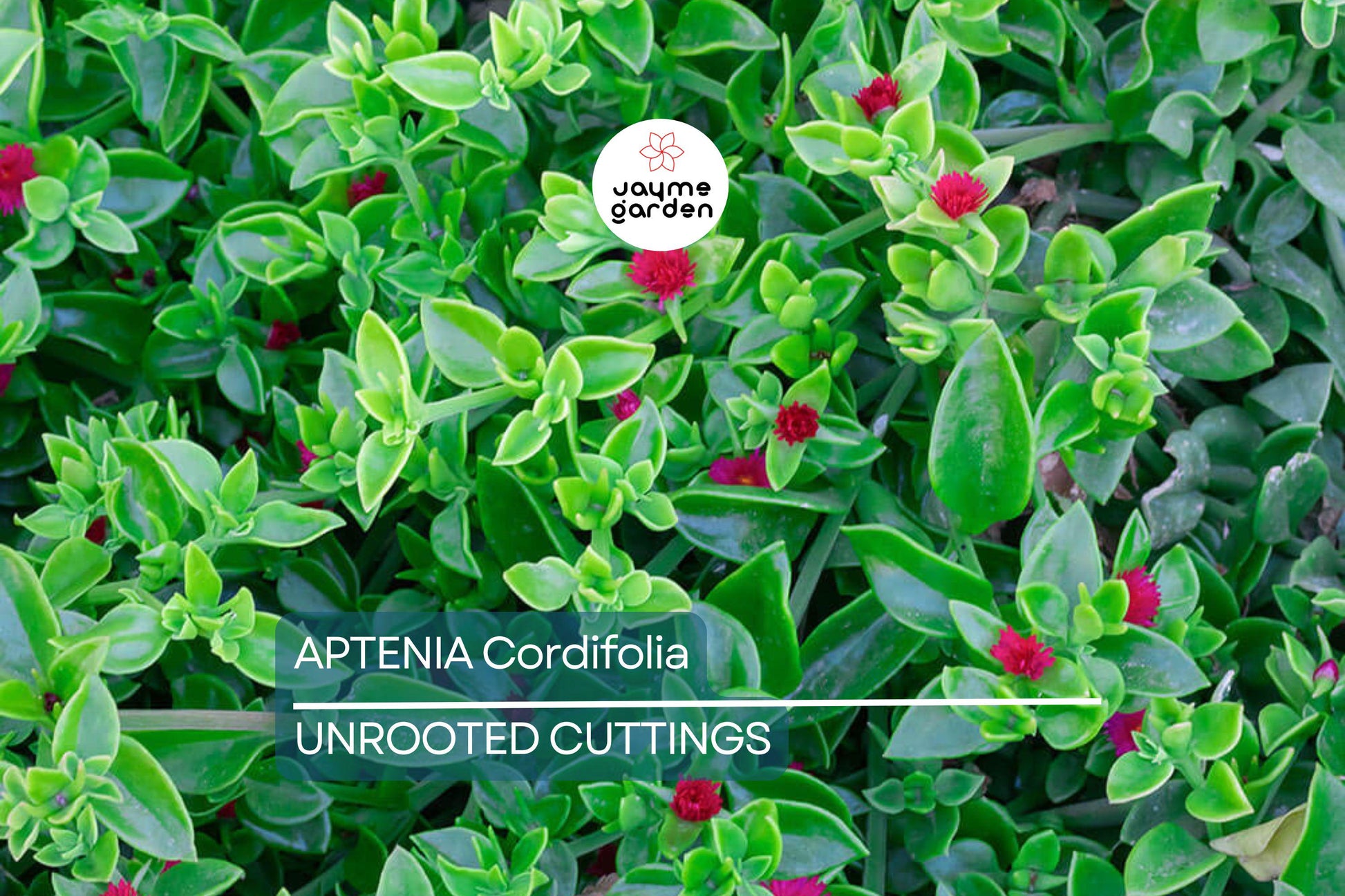 10 Aptenia Cordifolia 'Red Apple' Cuttings (4-7") | Baby Sun Rose Succulent | Red/Pink Blooms for Easy Indoor & Outdoor Growth