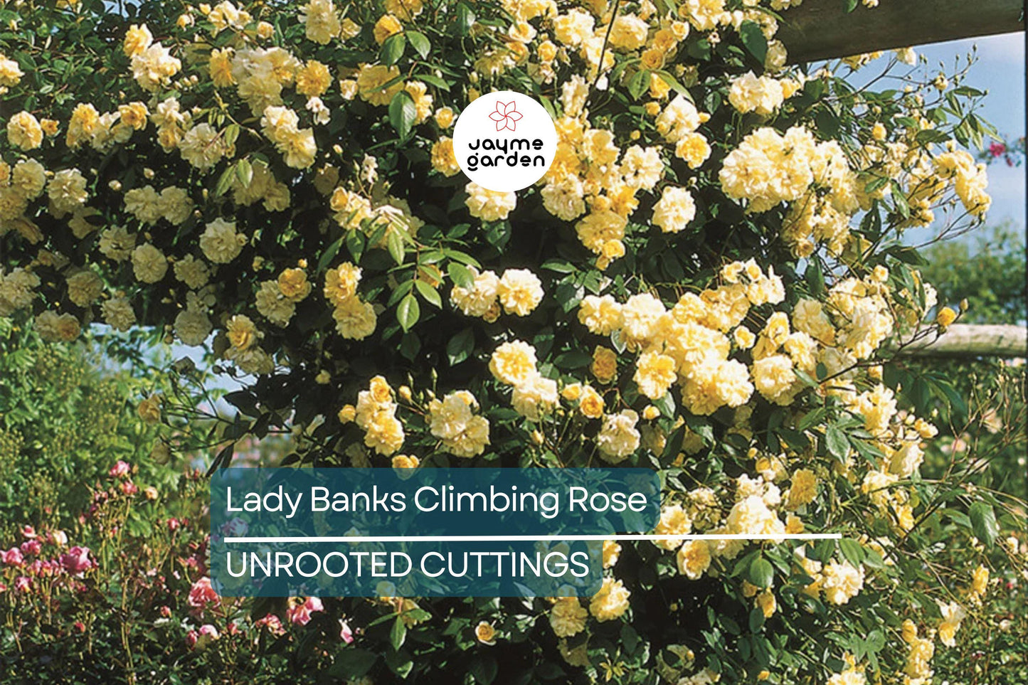 Lady Banks Climbing Rose Cuttings (4) | Thornless, Soft Yellow Blooms | Organic & USA Grown |