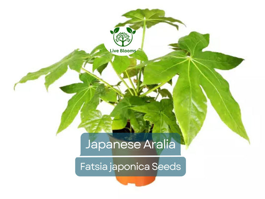 20 Japanese Aralia Seeds | Fatsia japonica, Indoor Potted or Border Plant, Evergreen Shrub, Non-GMO, Low-Light Houseplant for Home & Garden