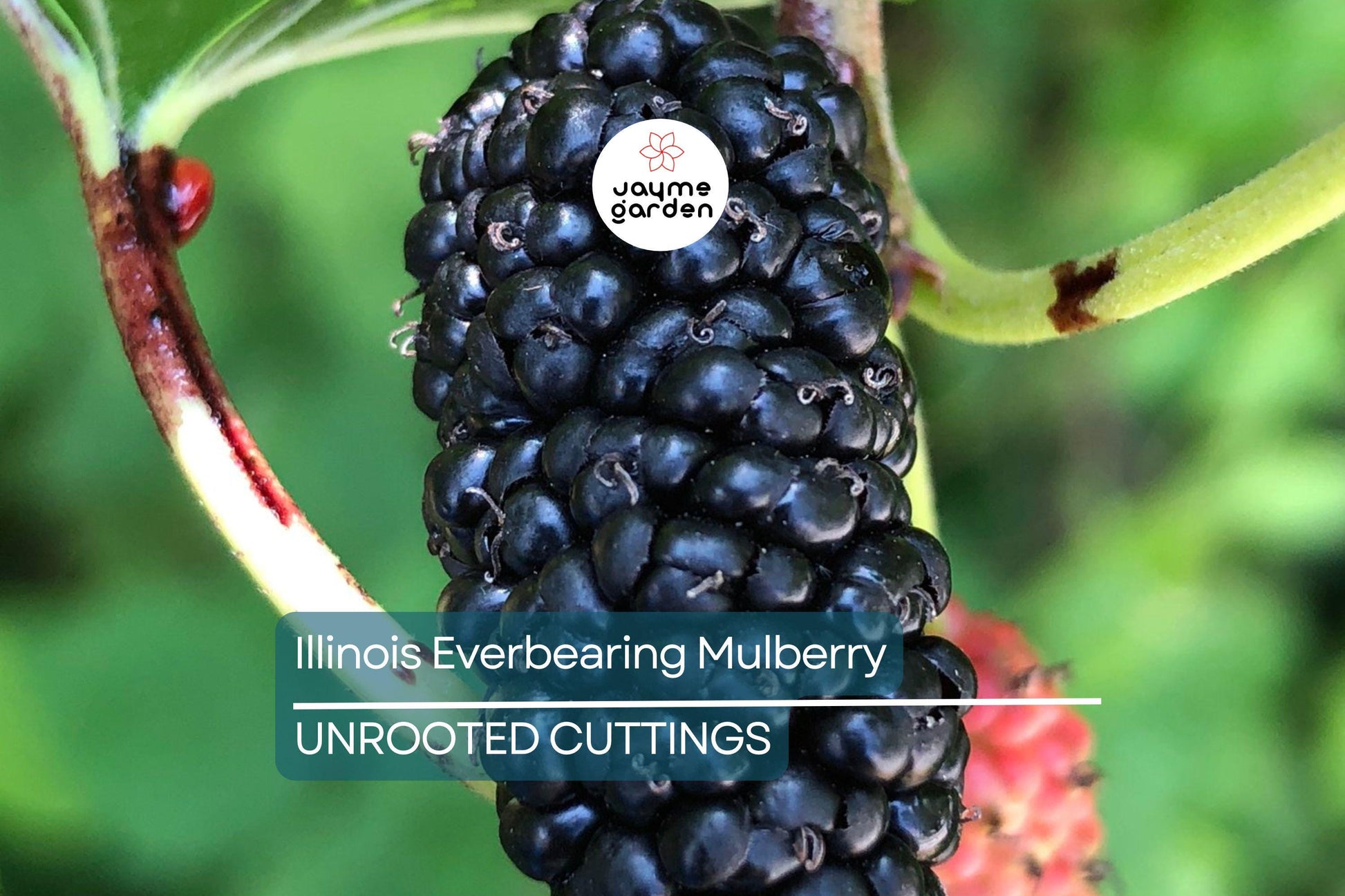 Illinois Everbearing Mulberry Live Plant (3–15" Tall) - Fast Fruiting, Pesticide-Free Starter Tree Grown from Fruiting Cuttings