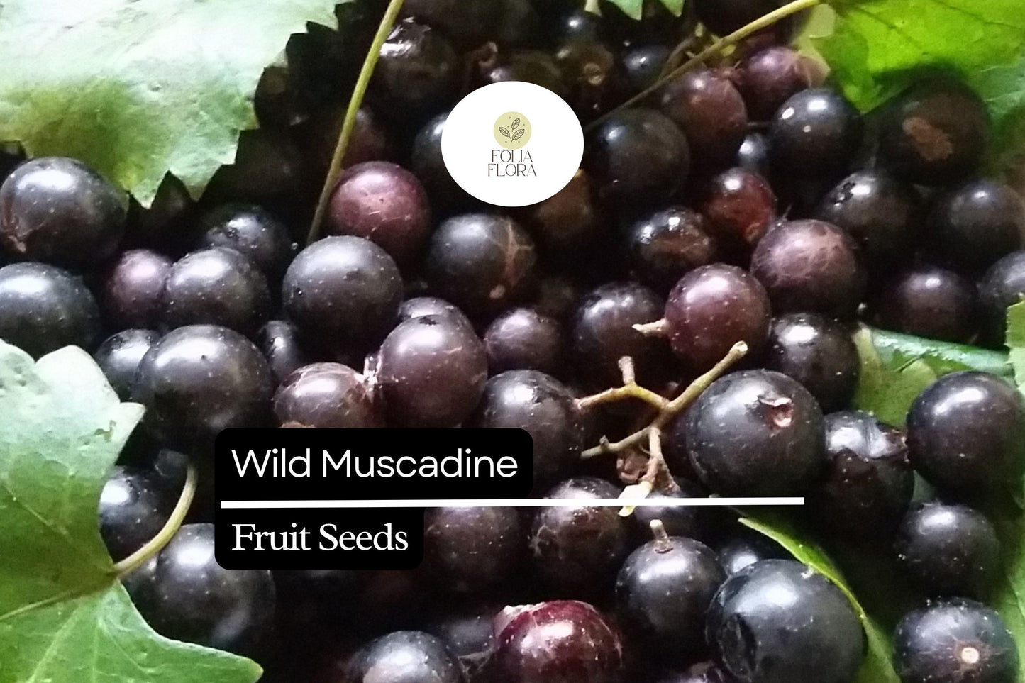 Wild Muscadine Seeds – Vitis rotundifolia – 5 Seeds, Native Grape Vine, Edible Fruit, Drought-Tolerant, Pollinator-Friendly, Fast-Growing