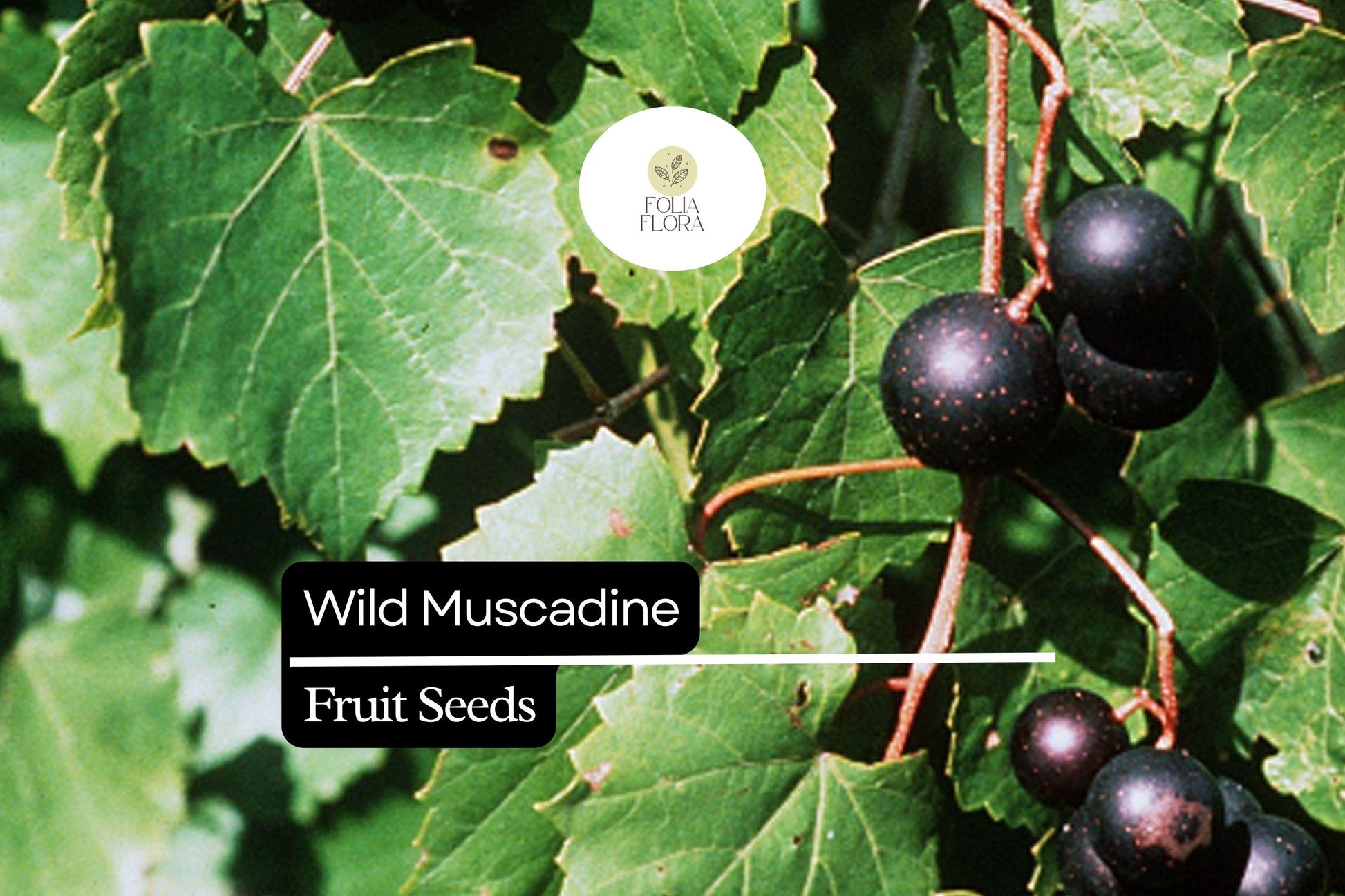 Wild Muscadine Seeds – Vitis rotundifolia – 5 Seeds, Native Grape Vine, Edible Fruit, Drought-Tolerant, Pollinator-Friendly, Fast-Growing