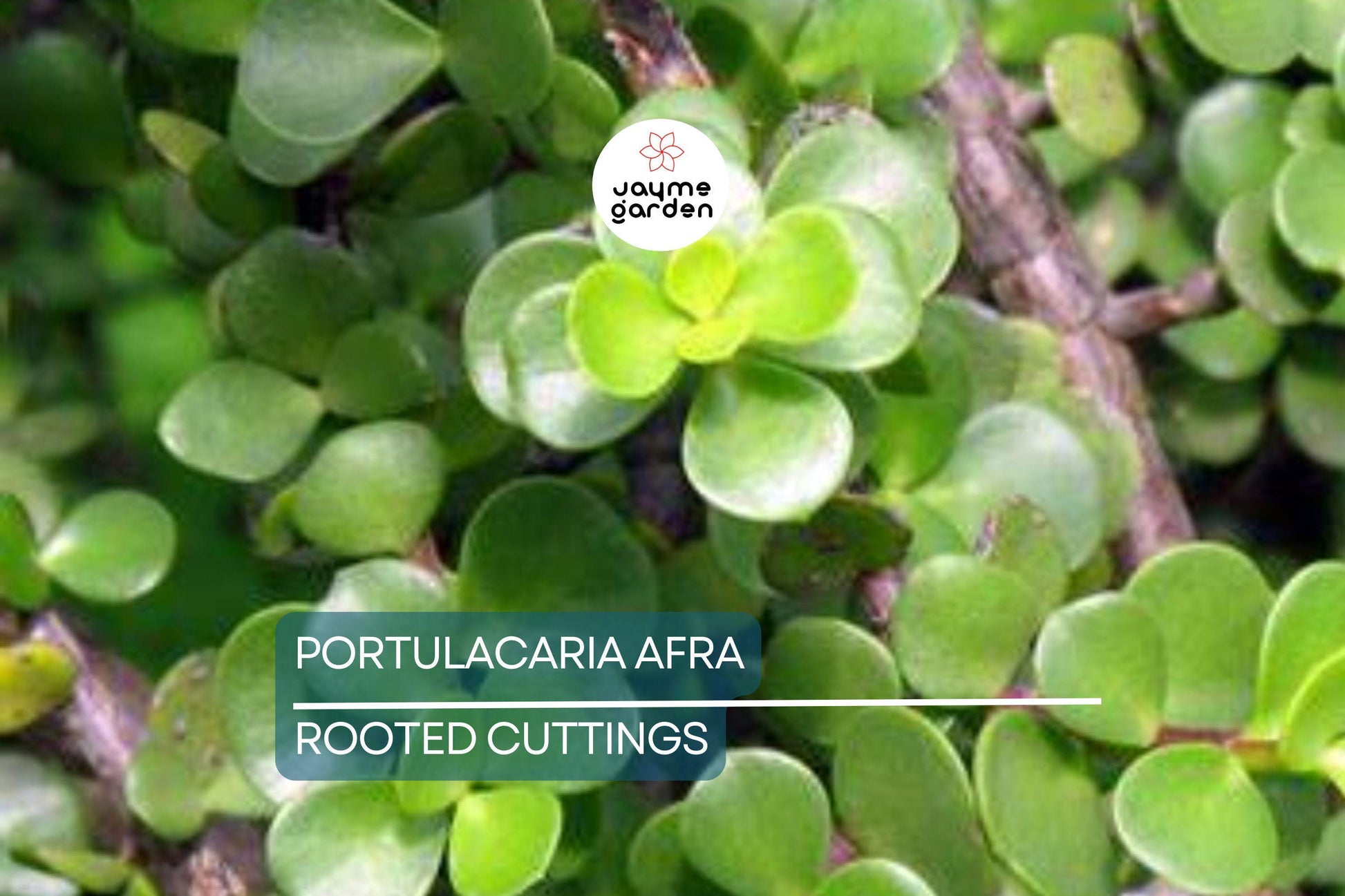 Portulacaria afra Green Elephant Bush - Rare Mini Jade Tree Bonsai - 4" Bare Root Plant - Easy to Care For