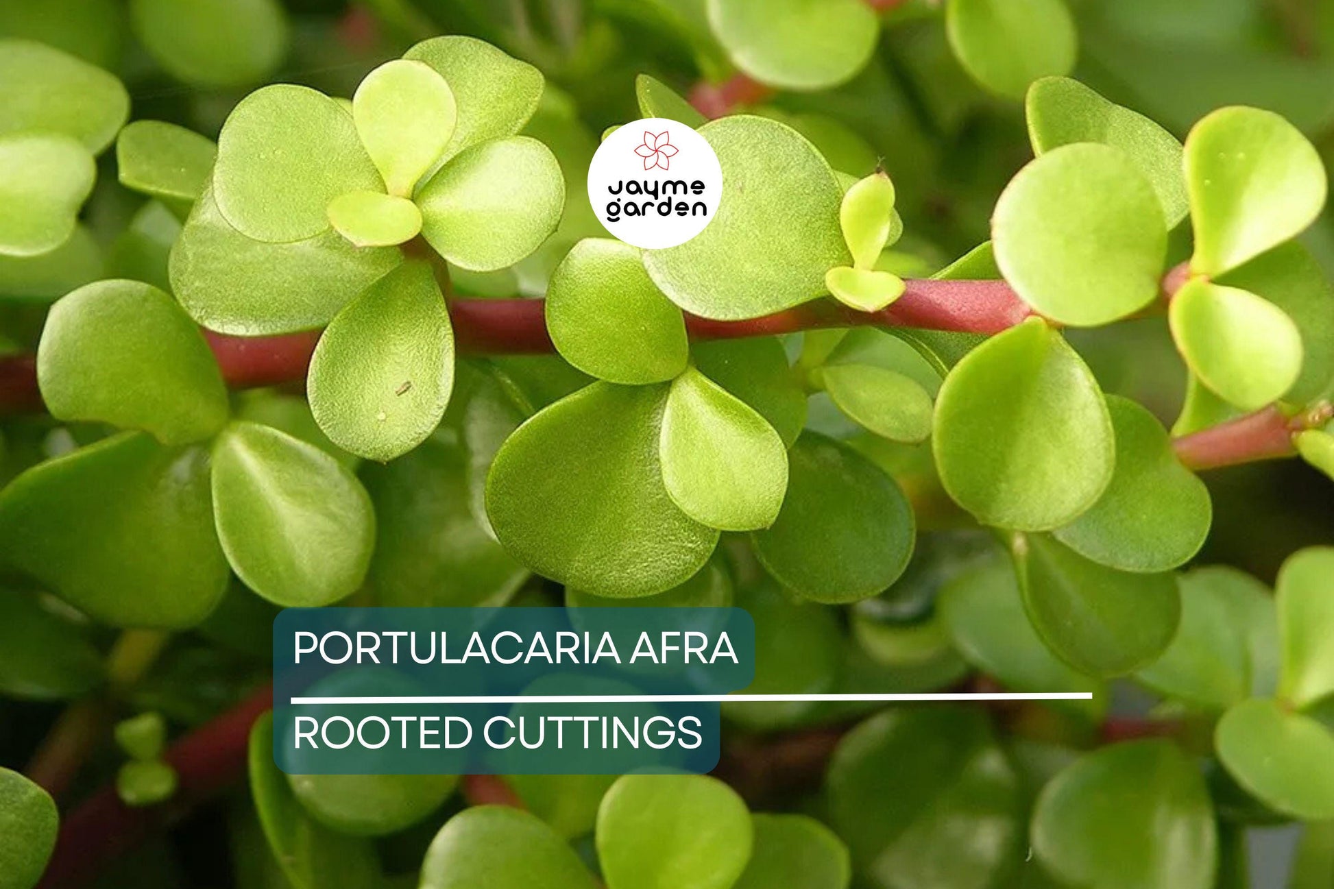Portulacaria afra Green Elephant Bush - Rare Mini Jade Tree Bonsai - 4" Bare Root Plant - Easy to Care For