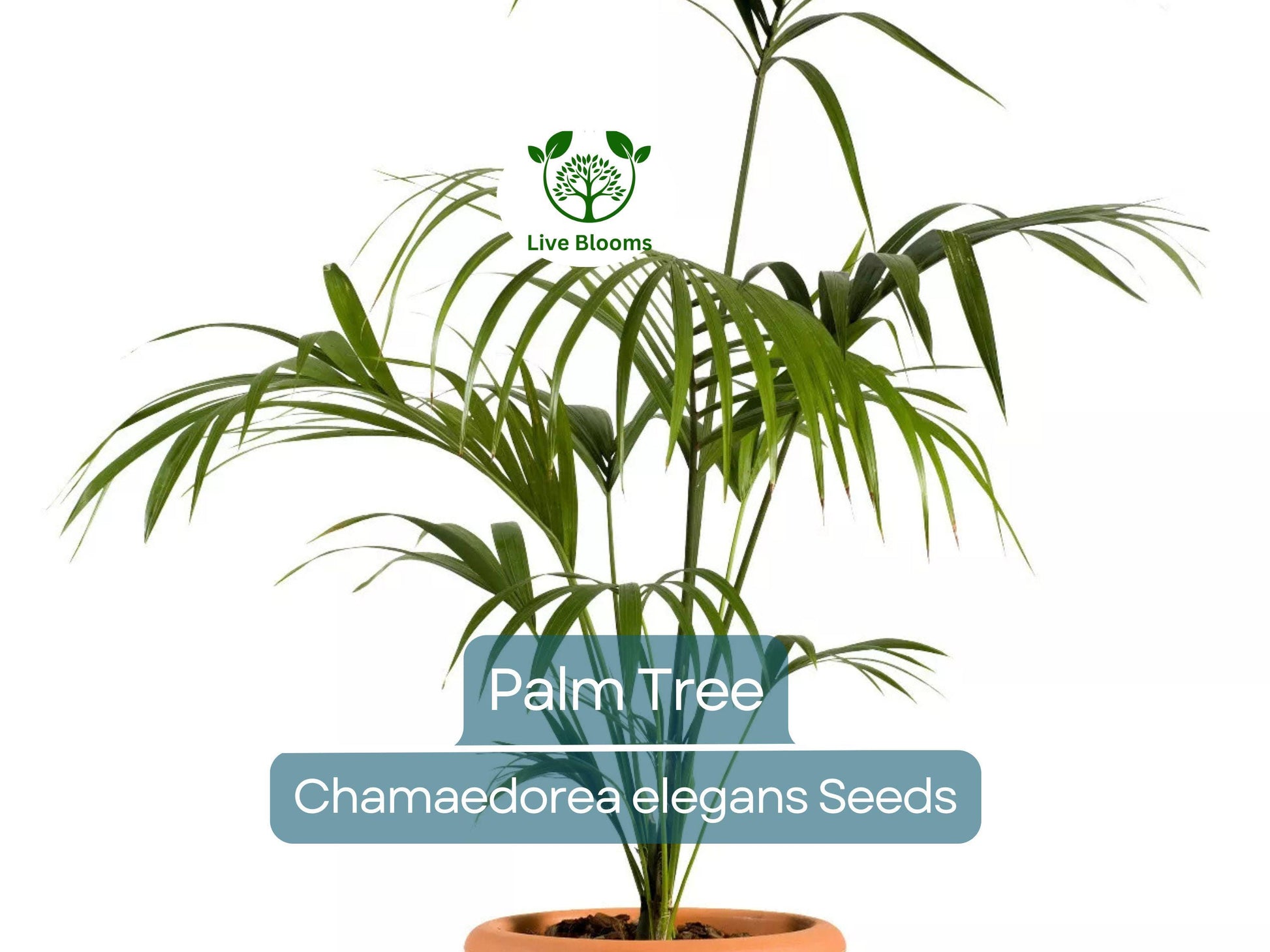 15 Indoor Palm Tree Seeds | Chamaedorea Parlour Palm, Parlor Palm, Tropical Pot Plant, Low-Light, Easy Care, Non-GMO Houseplant Seeds