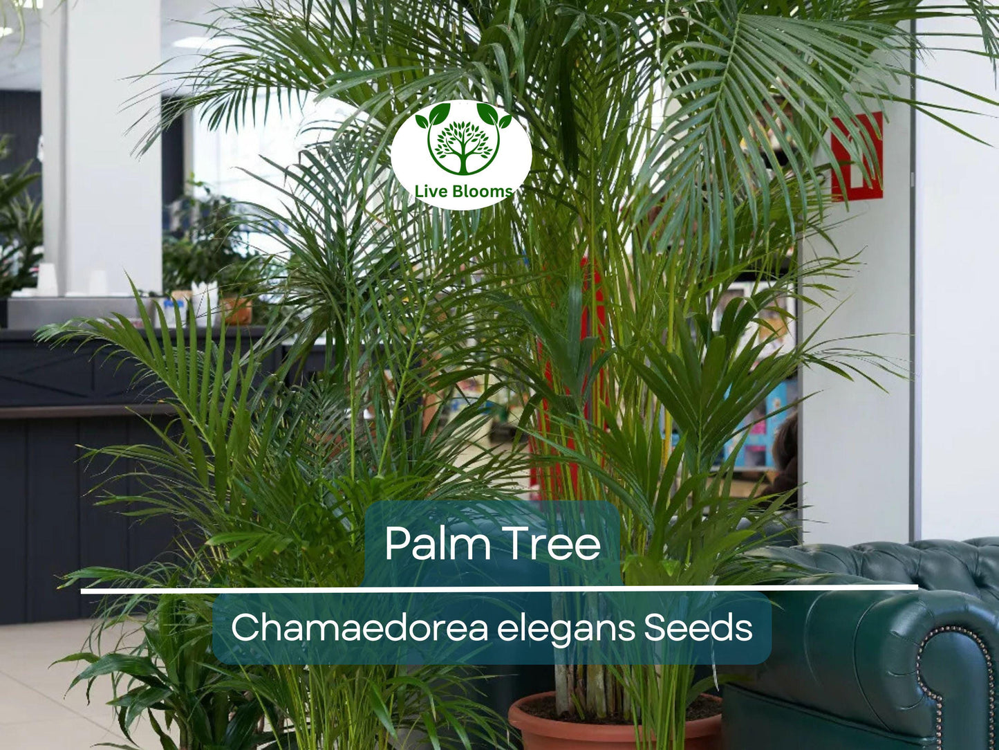 15 Indoor Palm Tree Seeds | Chamaedorea Parlour Palm, Parlor Palm, Tropical Pot Plant, Low-Light, Easy Care, Non-GMO Houseplant Seeds