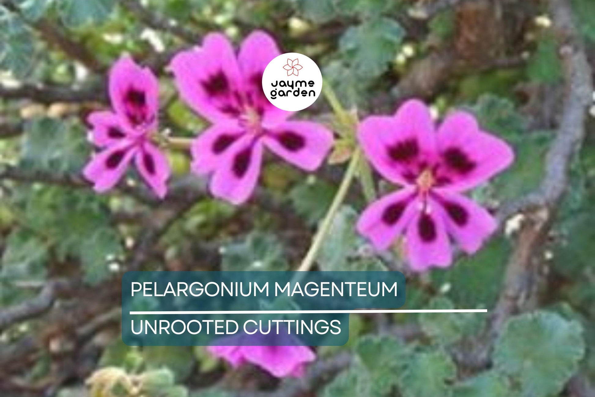 PELARGONIUM MAGENTUM Cuttings - Beautiful Garden Plant, Healthy & Colorful
