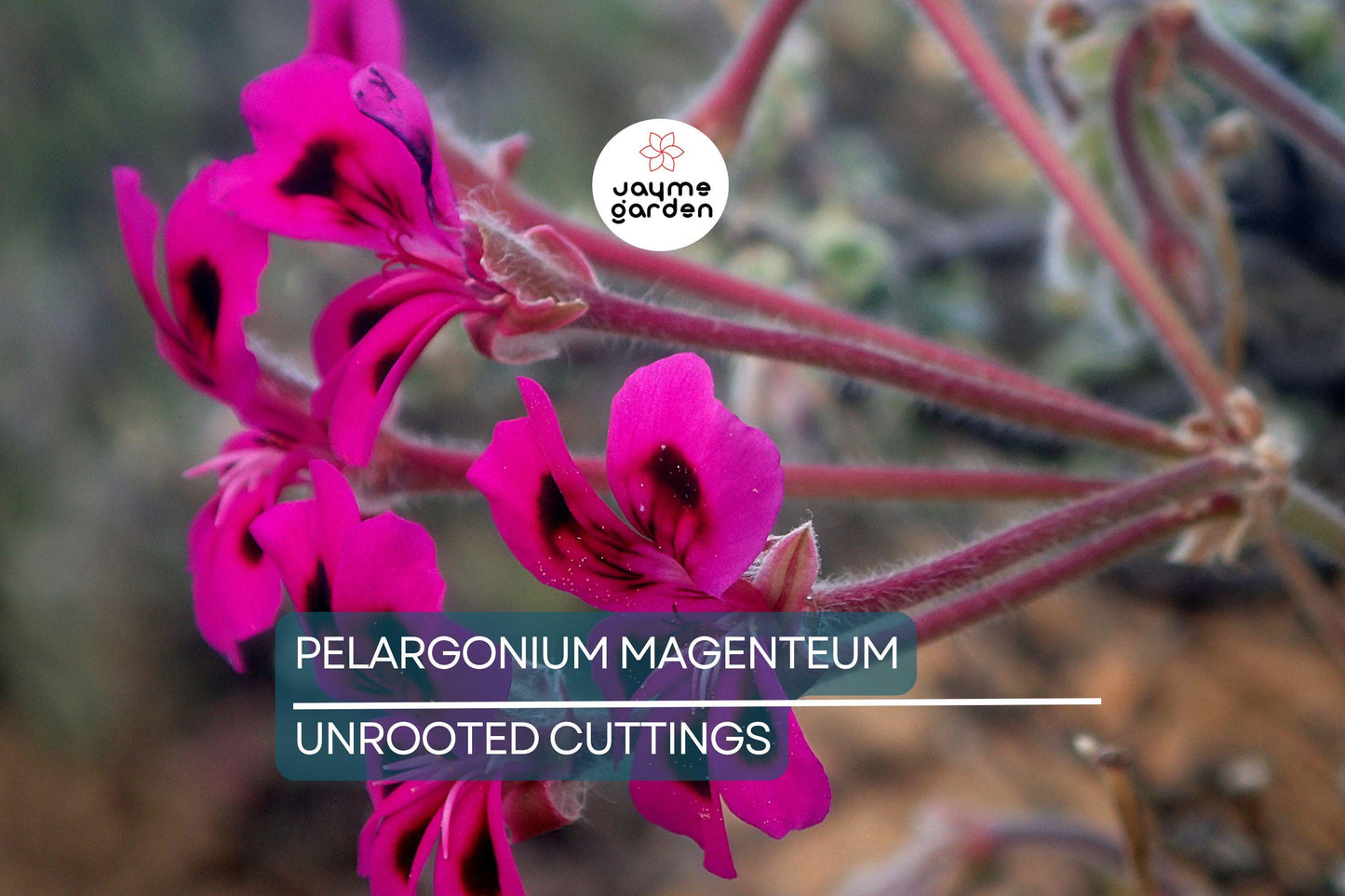 PELARGONIUM MAGENTUM Cuttings - Beautiful Garden Plant, Healthy & Colorful