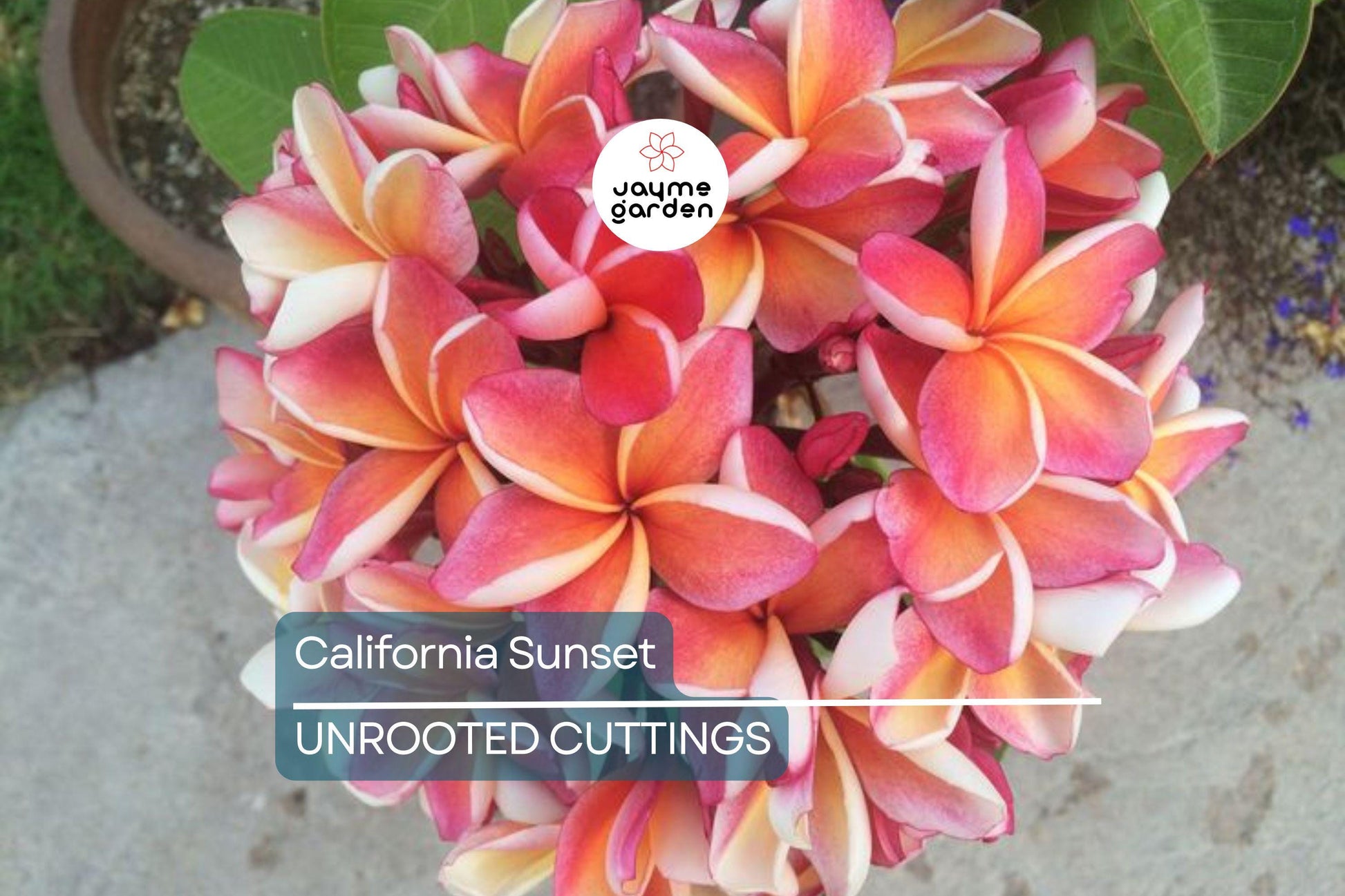 Plumeria Cutting JJ California Sunset - Fragrant Orange Blooms, Early & Long-Season Bloomer, Semi-Compact Growth