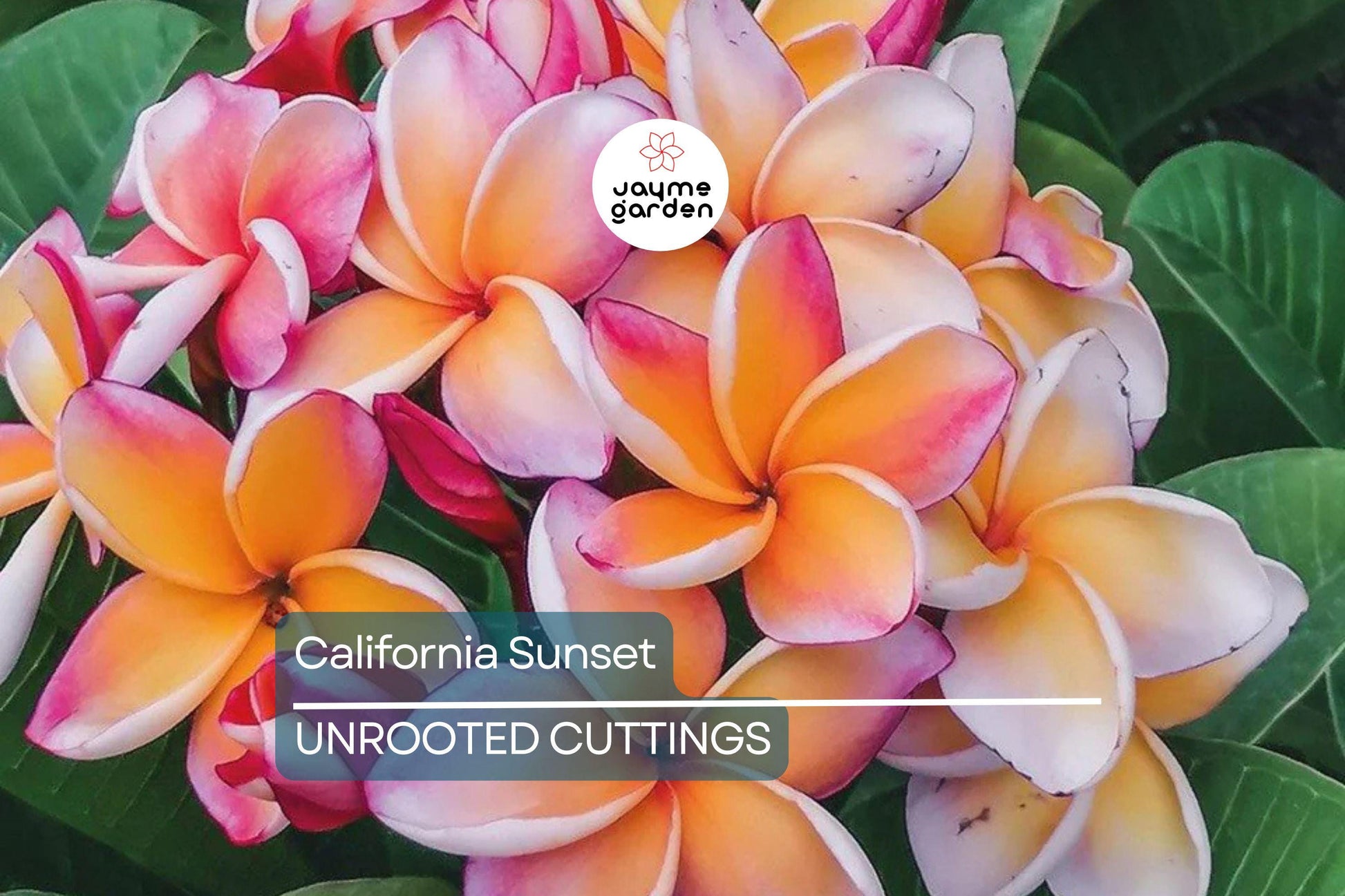 Plumeria Cutting JJ California Sunset - Fragrant Orange Blooms, Early & Long-Season Bloomer, Semi-Compact Growth