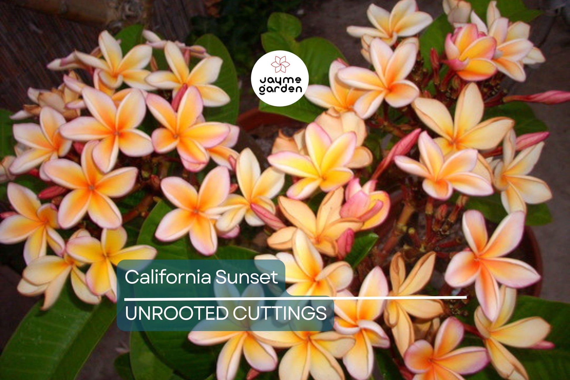 Plumeria Cutting JJ California Sunset - Fragrant Orange Blooms, Early & Long-Season Bloomer, Semi-Compact Growth