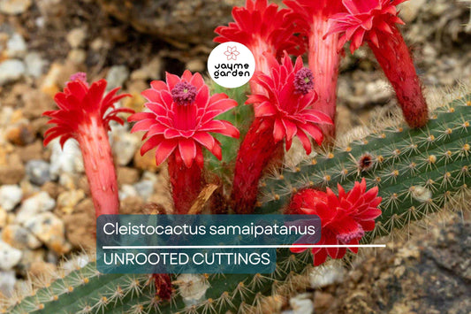Cleistocactus samaipatanus Cutting, Flowering Cactus, 5" Tip Cutting - Easy to Grow