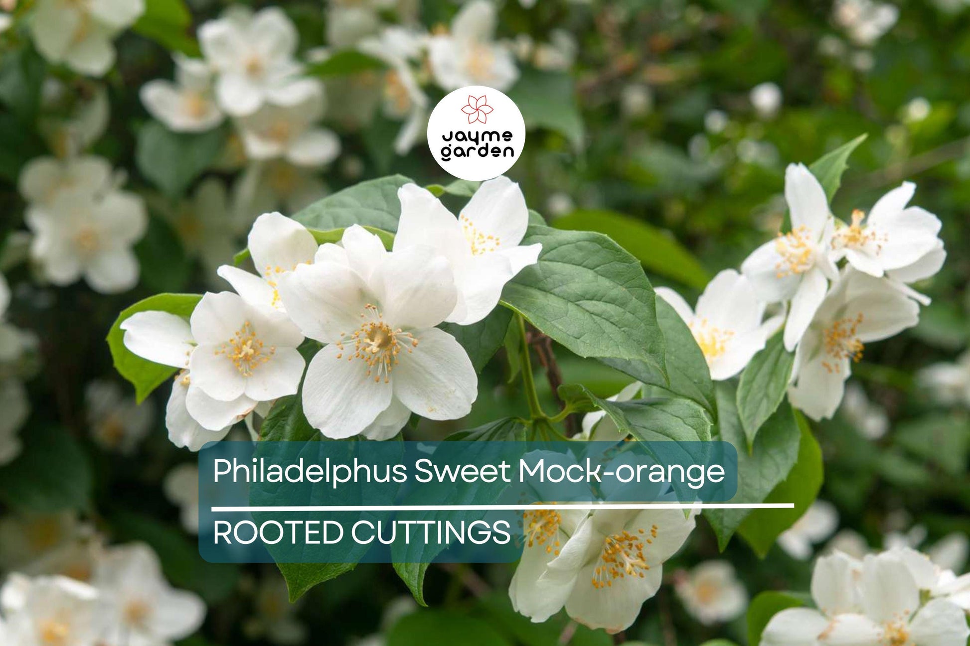 Philadelphus Sweet Mock-orange Bare-root 18-24" Tall - Fragrant White Flowers, Attracts Pollinators